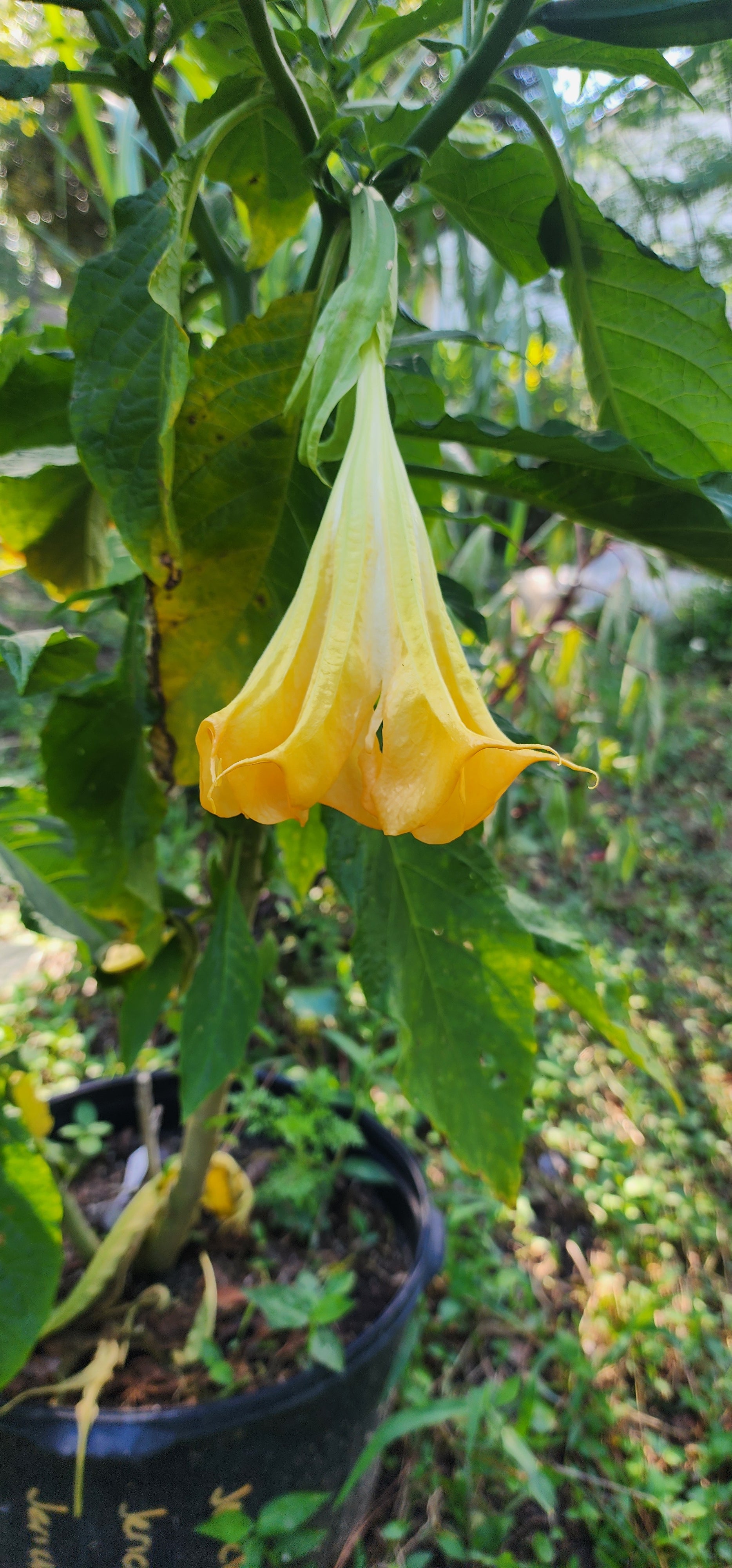 Angel's Trumpet "Jericho" - Live Plant
