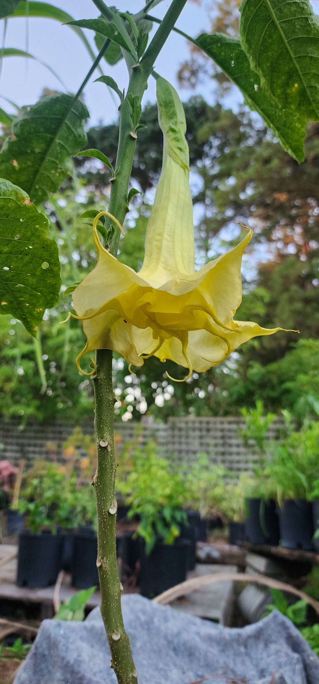 Angel's Trumpet "Inez Chapman" - Live Plant