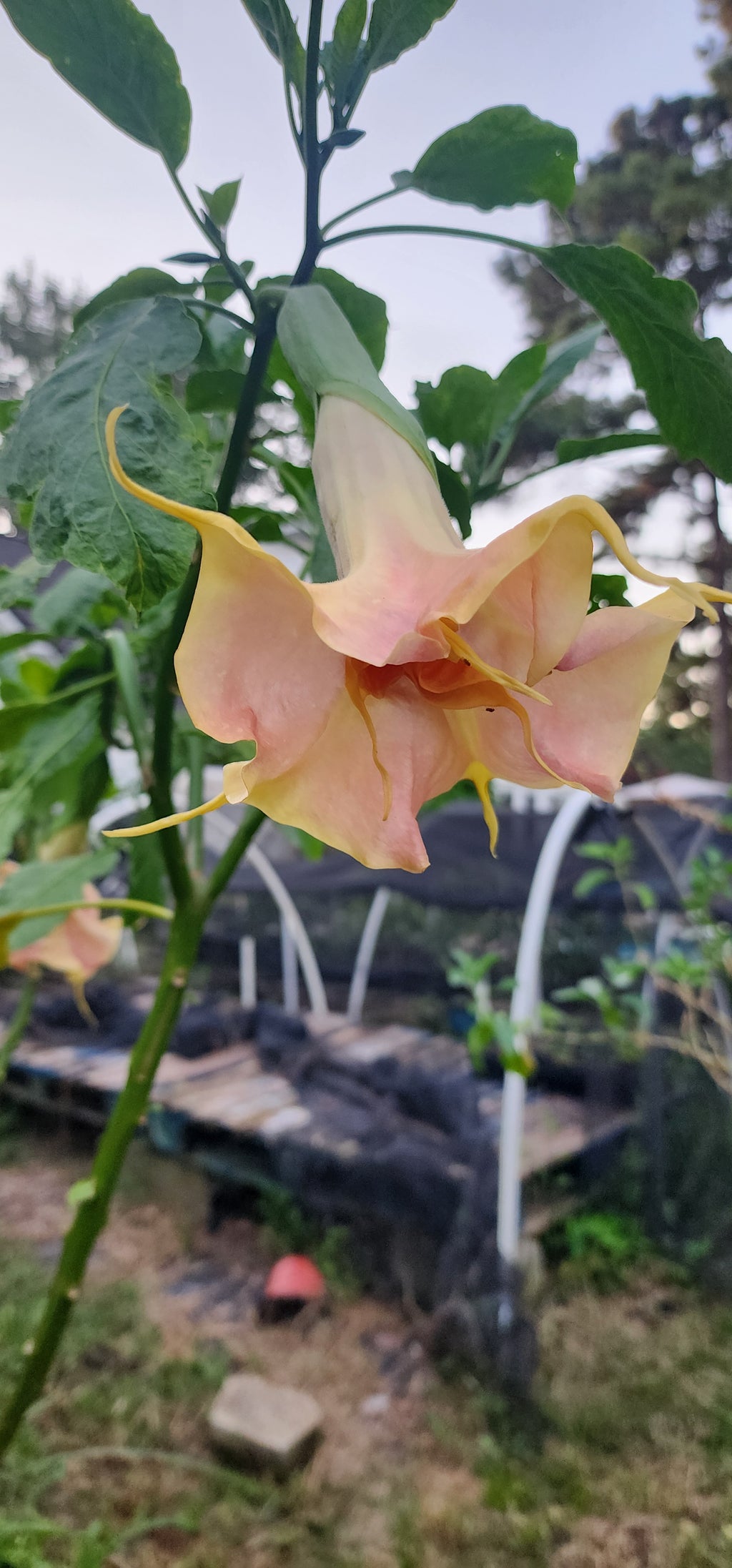 Angel's Trumpet "Fruit Salad" - Live Plant