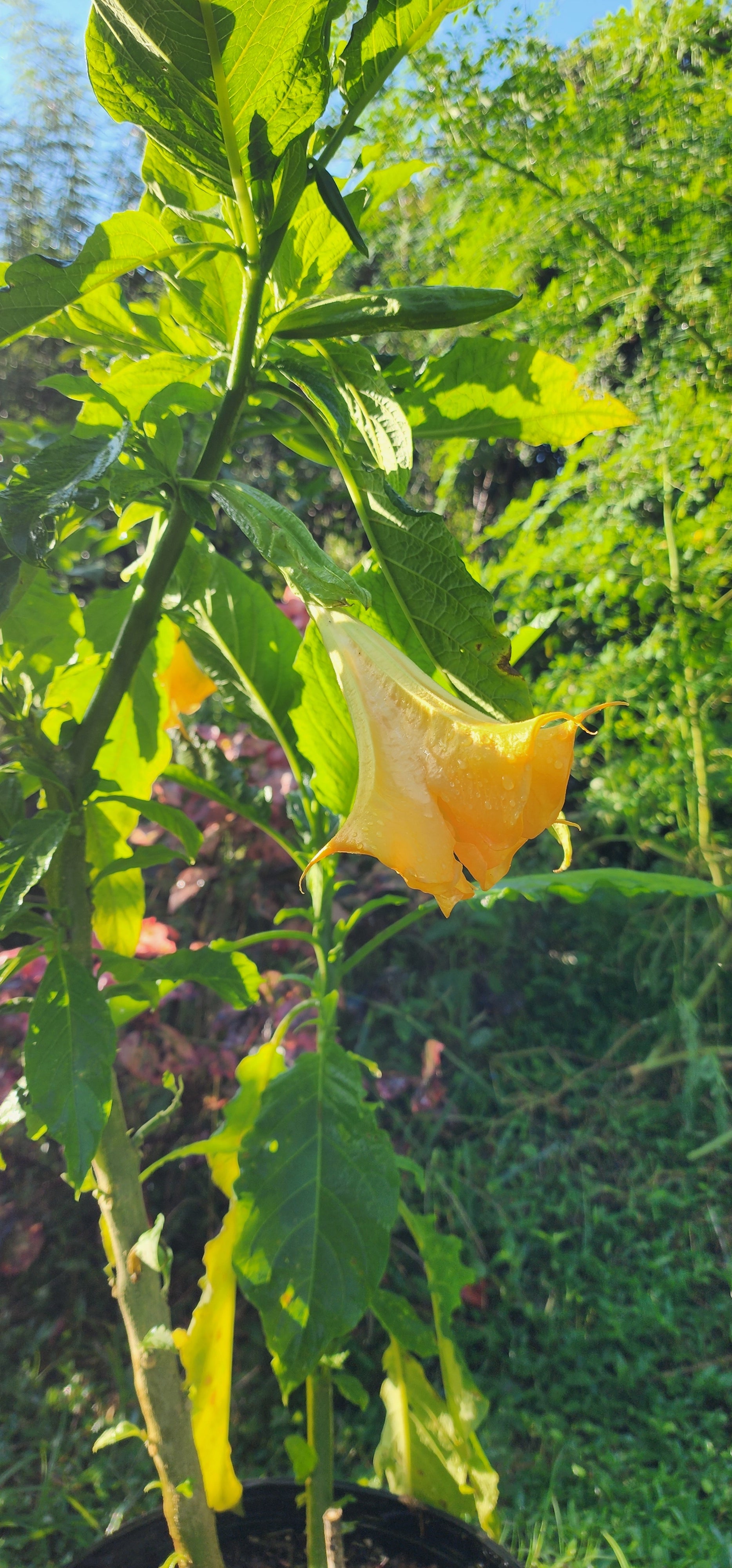 Angel's Trumpet "Jericho" - Live Plant