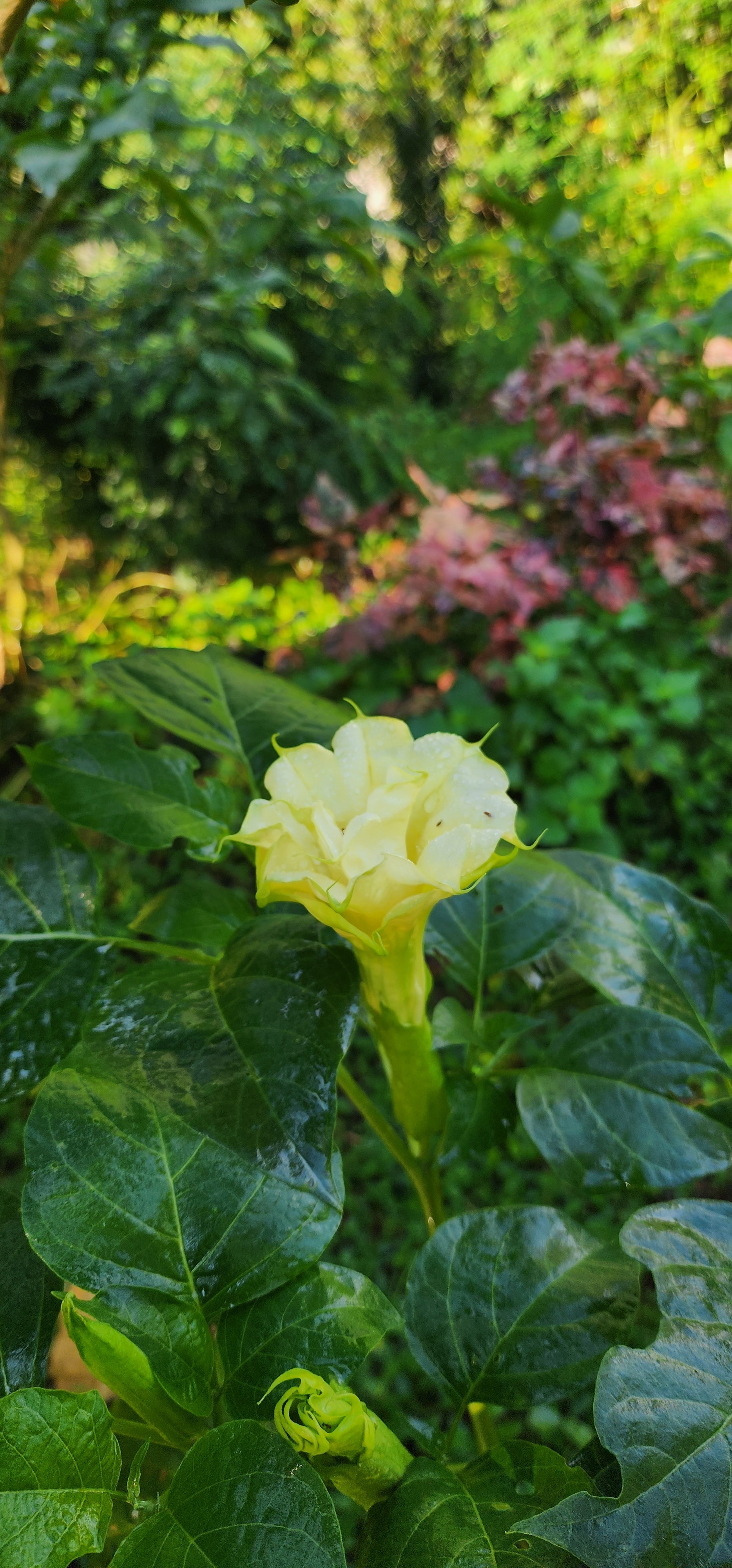 Datura "Ballerina" - Live Plant