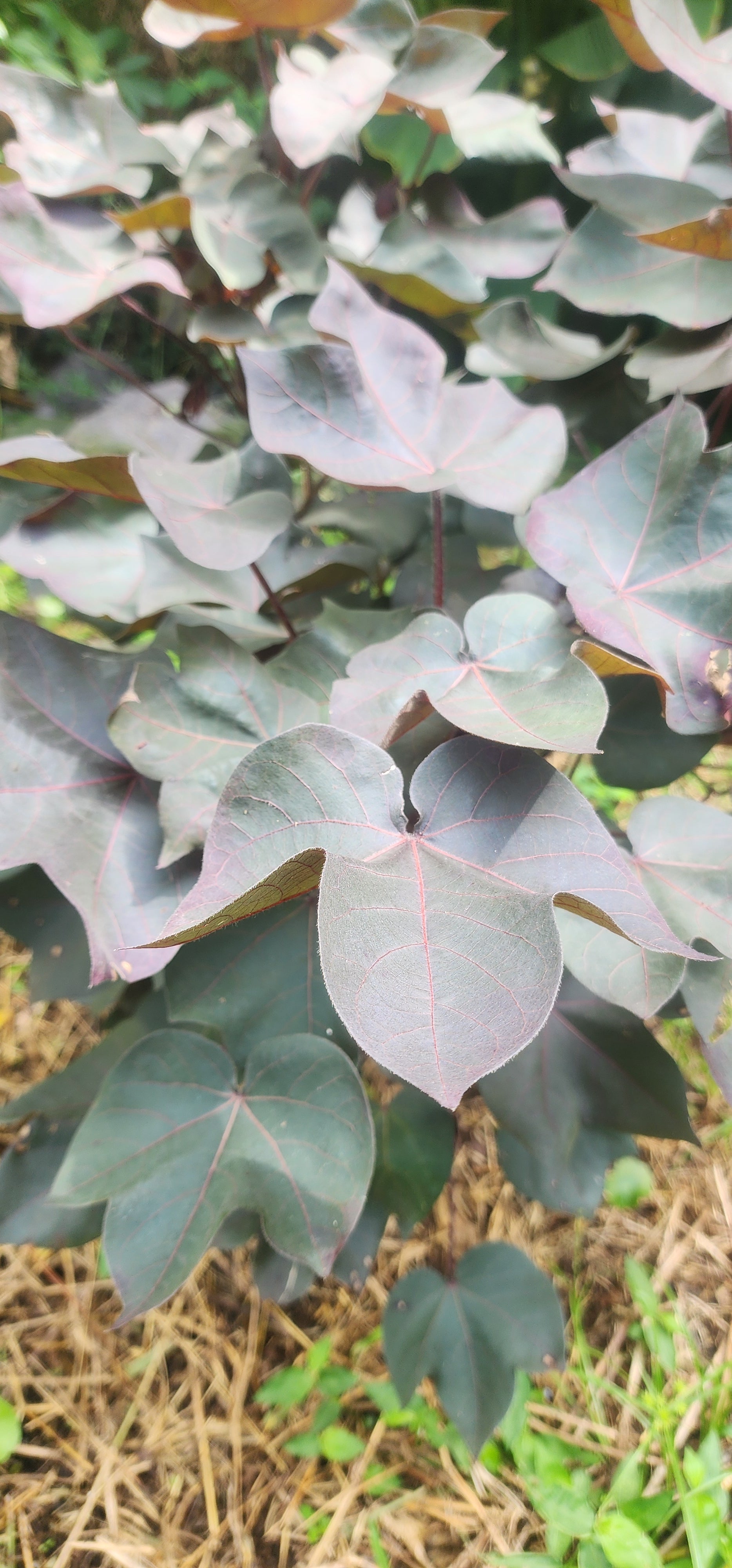 Cotton "Black" - Live Plant