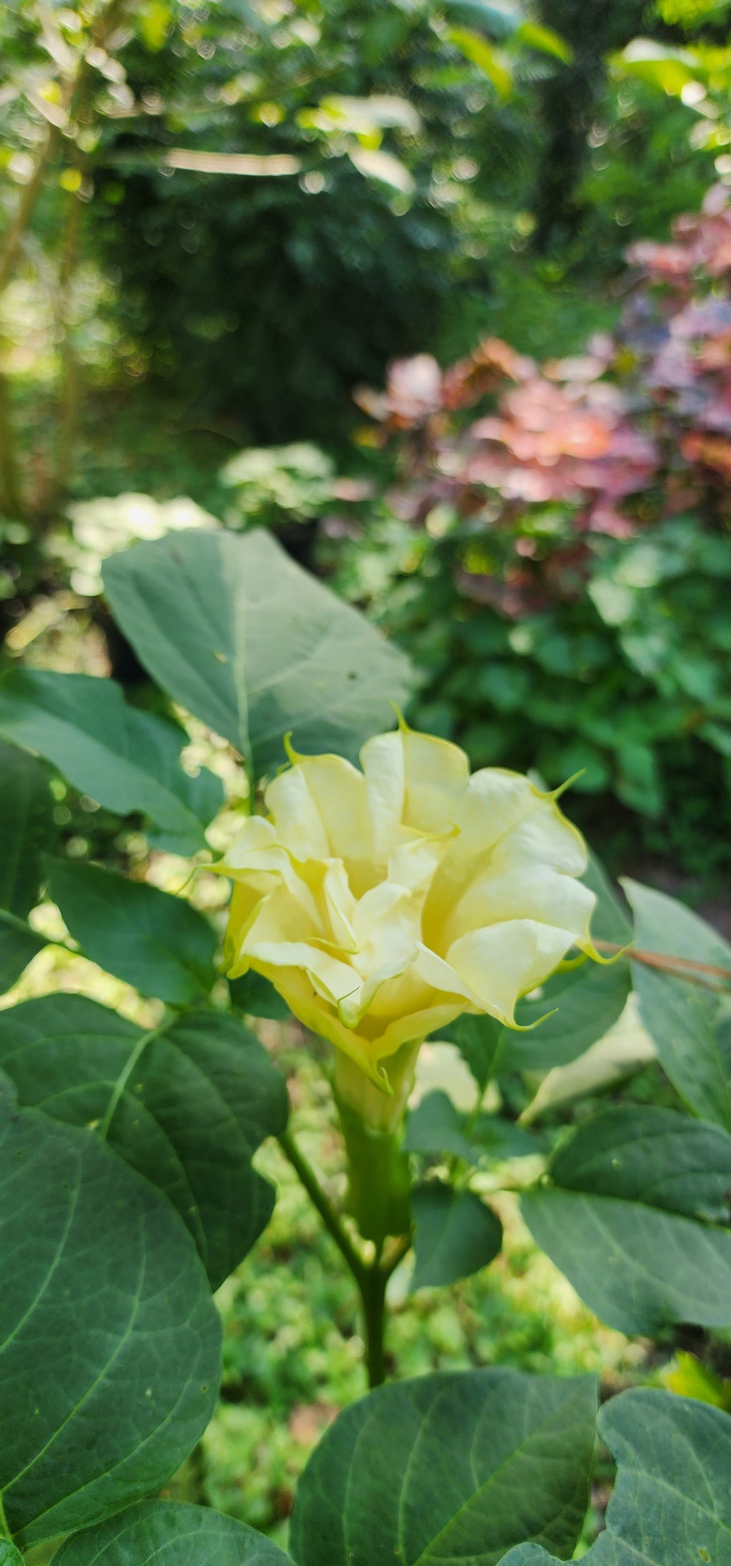 Datura "Ballerina" - Live Plant