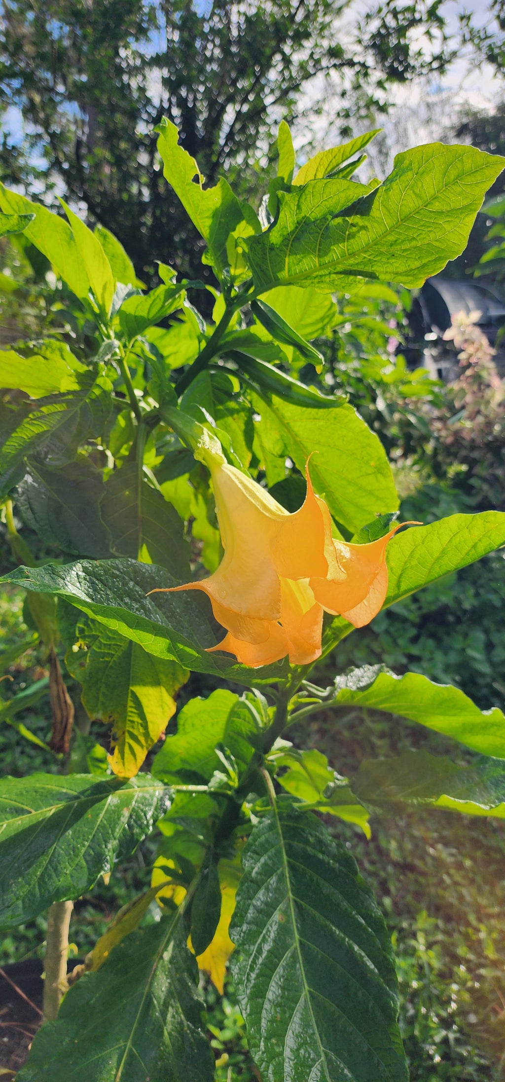 Angel's Trumpet "Jericho" - Live Plant