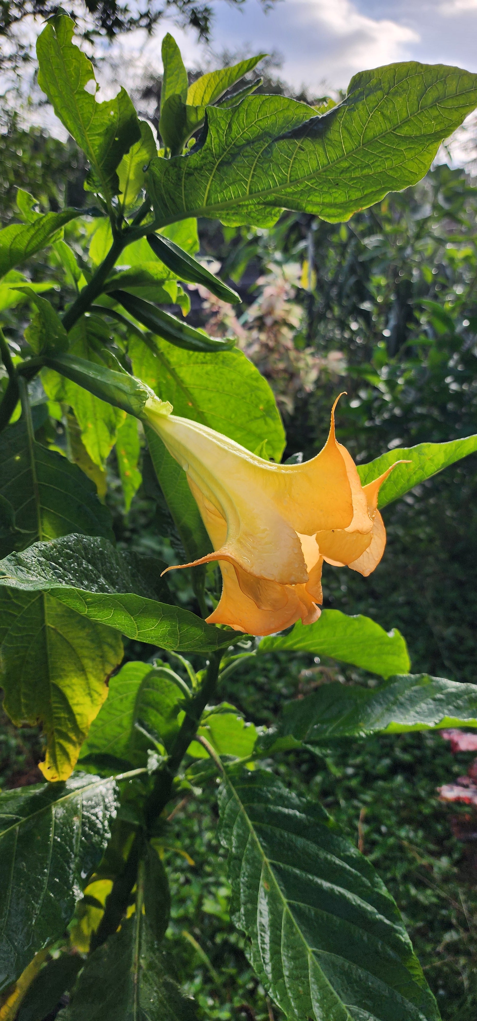 Angel's Trumpet "Jericho" - Live Plant