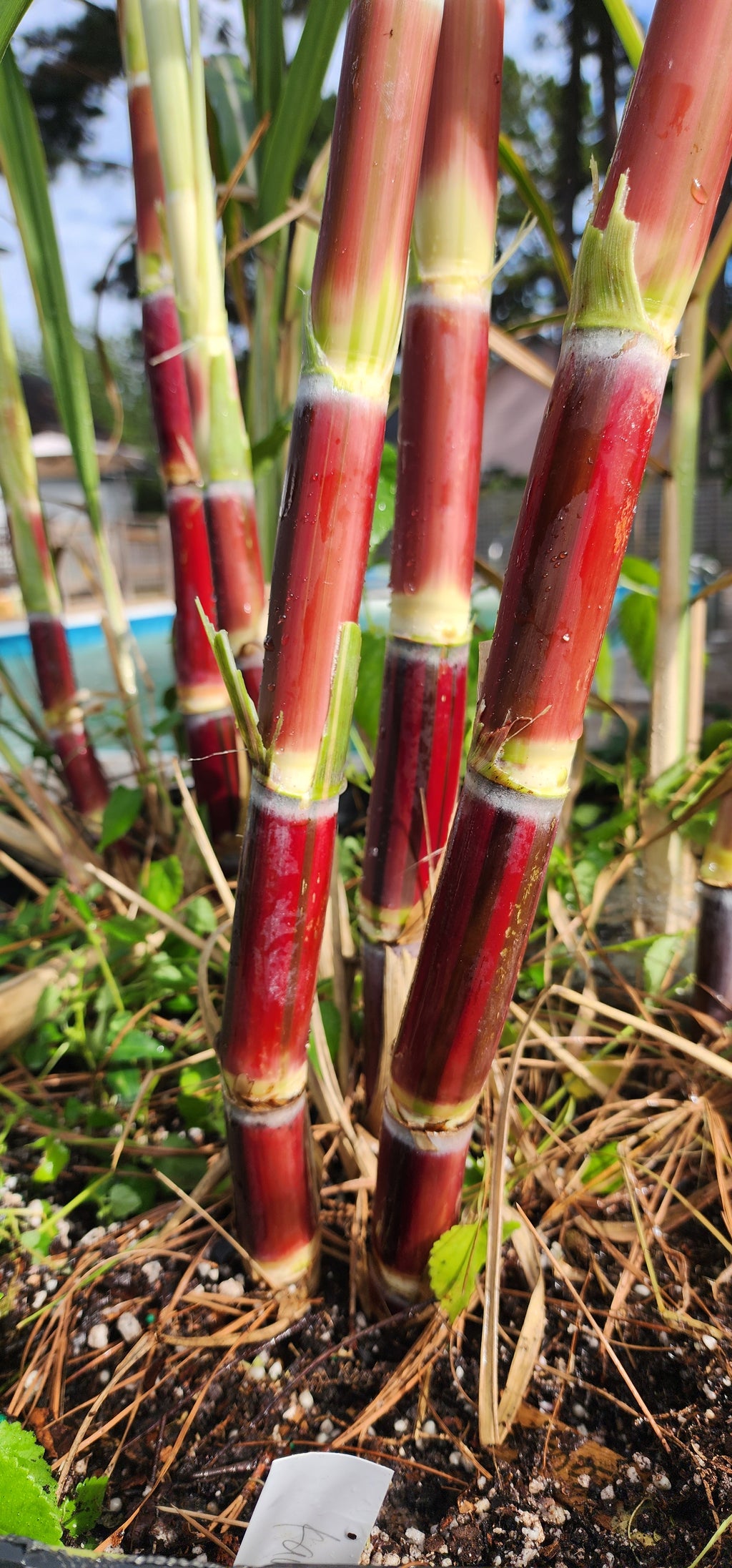 Sugarcane "Kava Rangi" - Live Plant