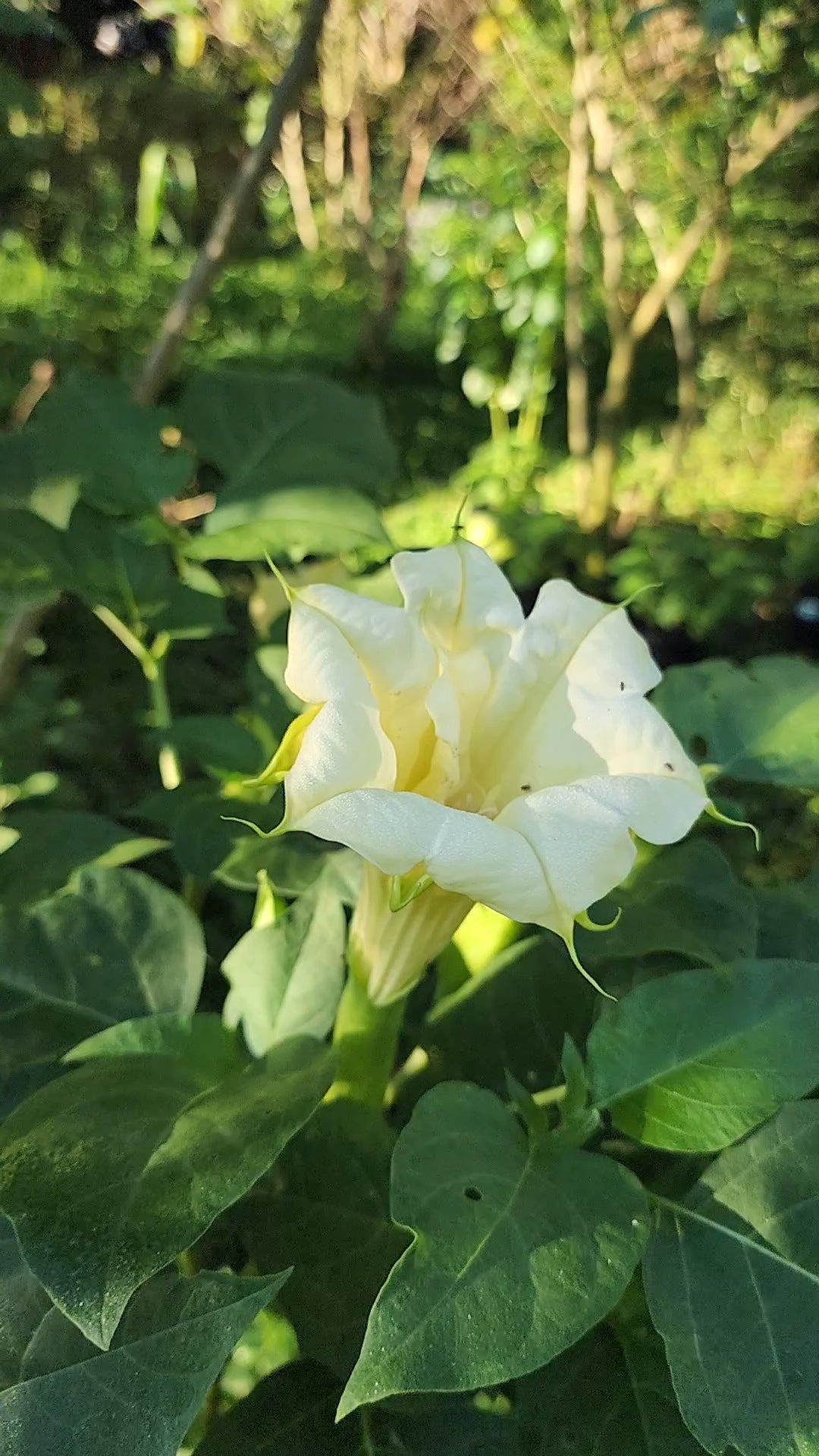 Datura "Ballerina" - Live Plant