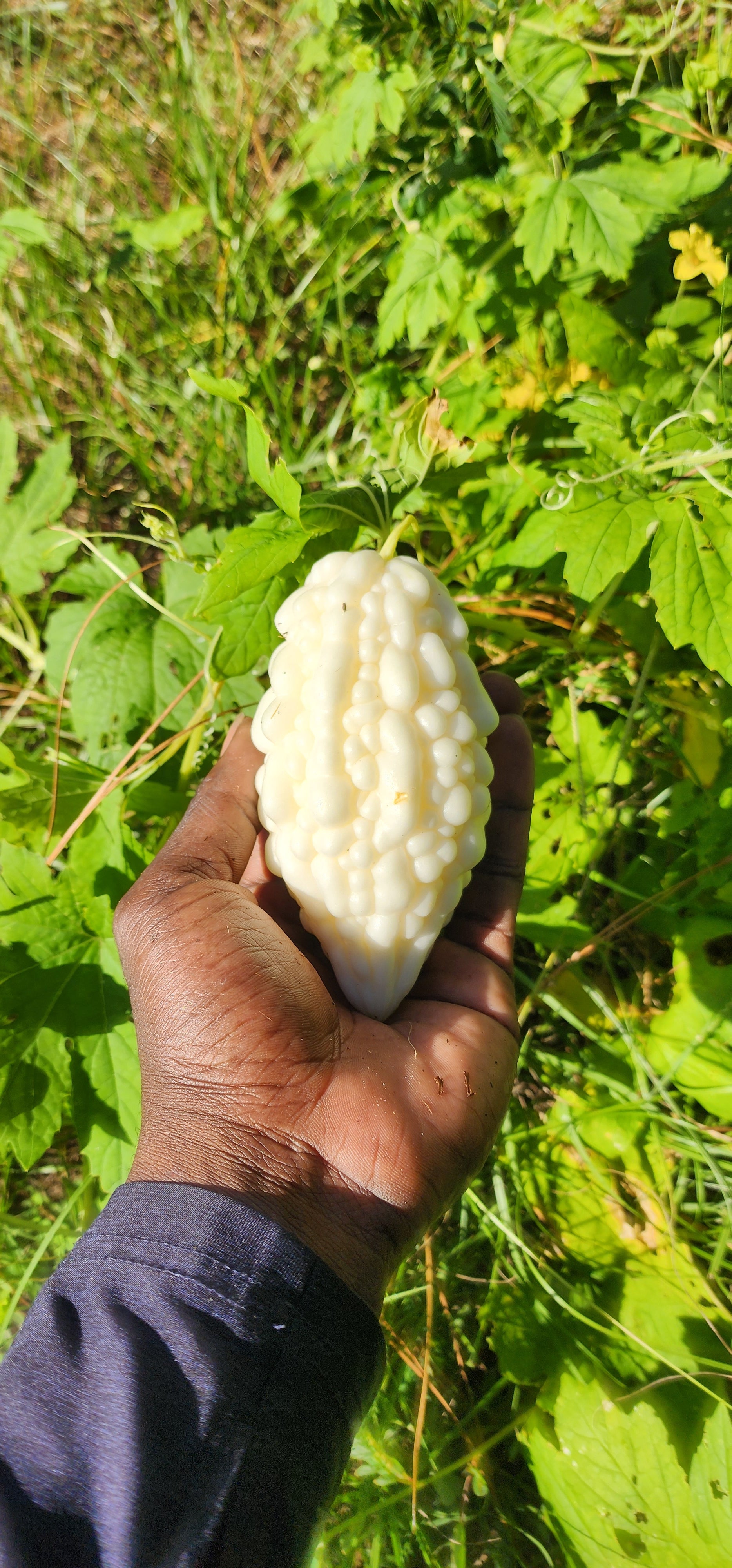 Bitter Melon "Okinawan Pure White" - Live Plant