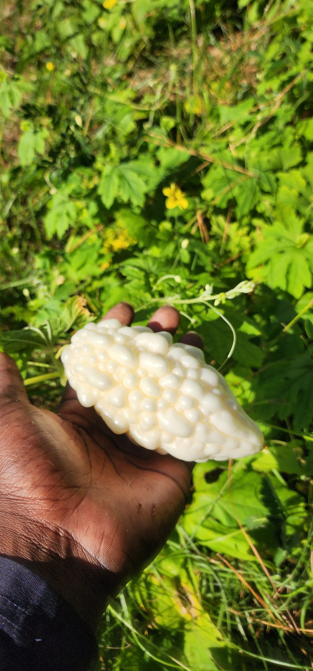 Bitter Melon "Okinawan Pure White" - Live Plant