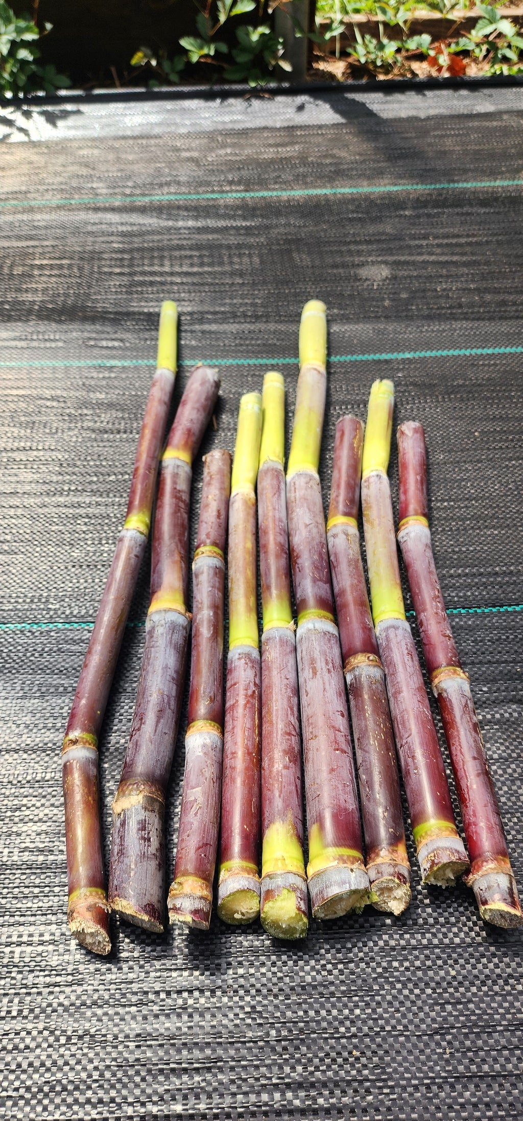 Sugarcane "Point of Java" - Live Plant