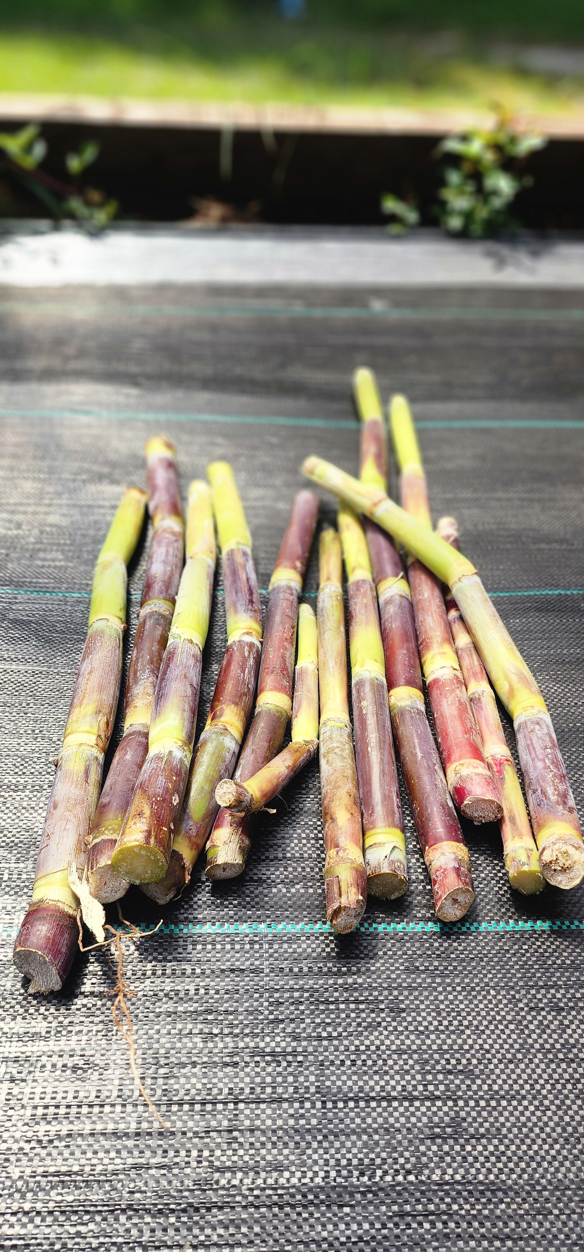 Sugarcane "Brazilian Giant" - Live Plant