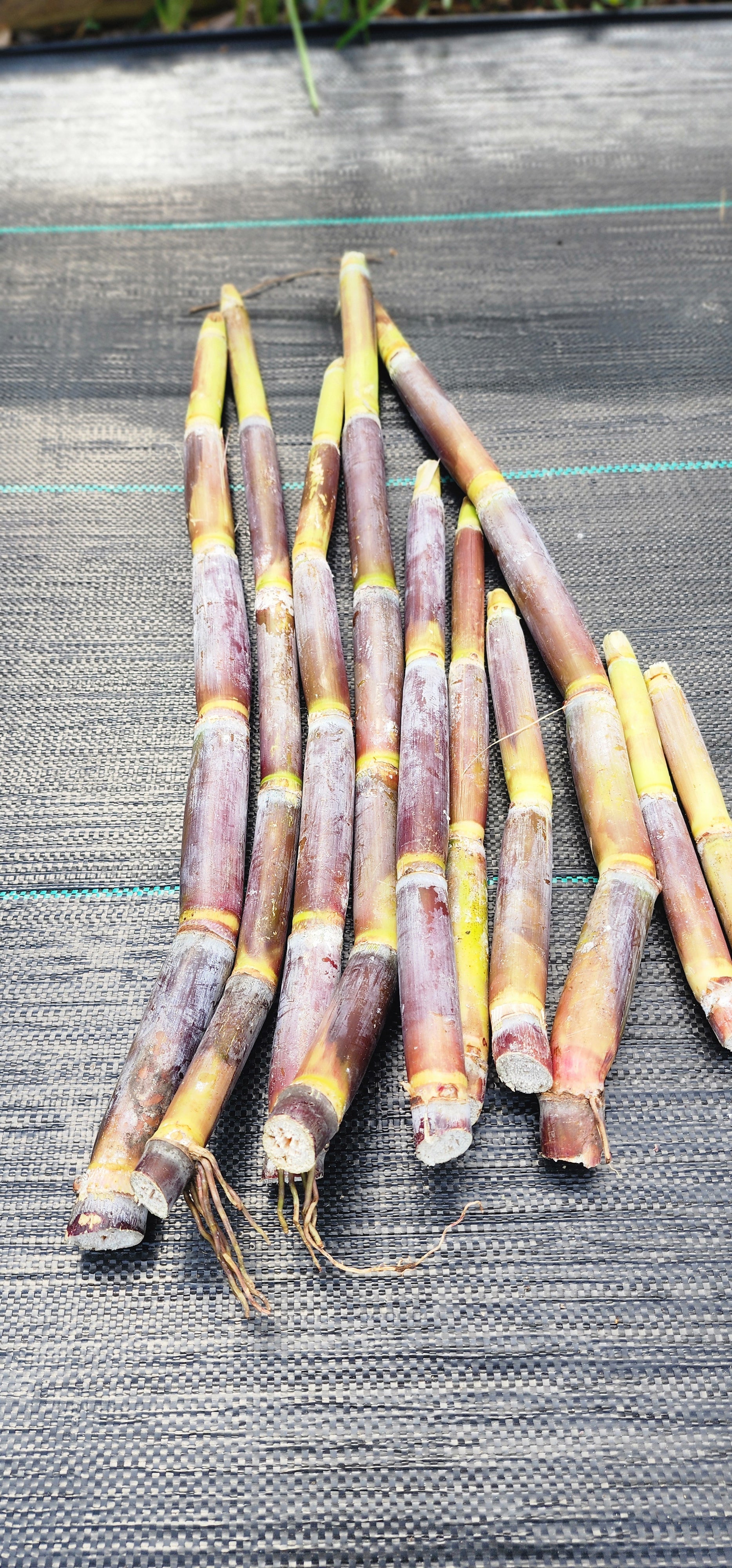 Sugarcane "Pink" - Live Plant