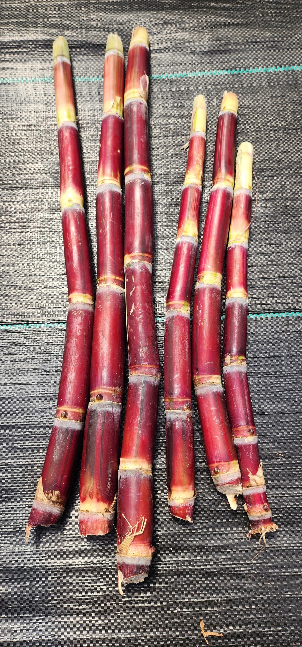 Sugarcane "Kava Rangi" - Live Plant
