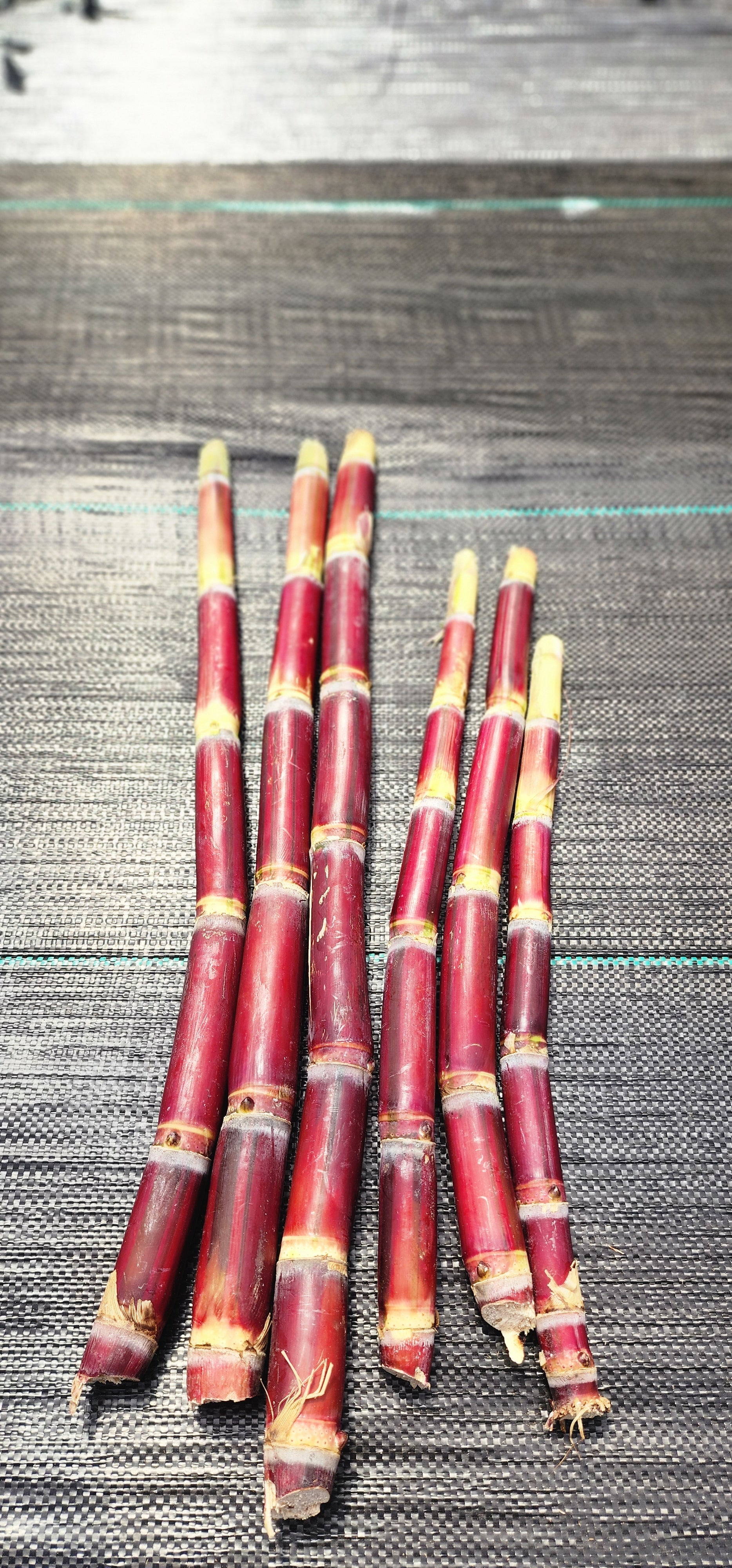 Sugarcane "Kava Rangi" - Live Plant