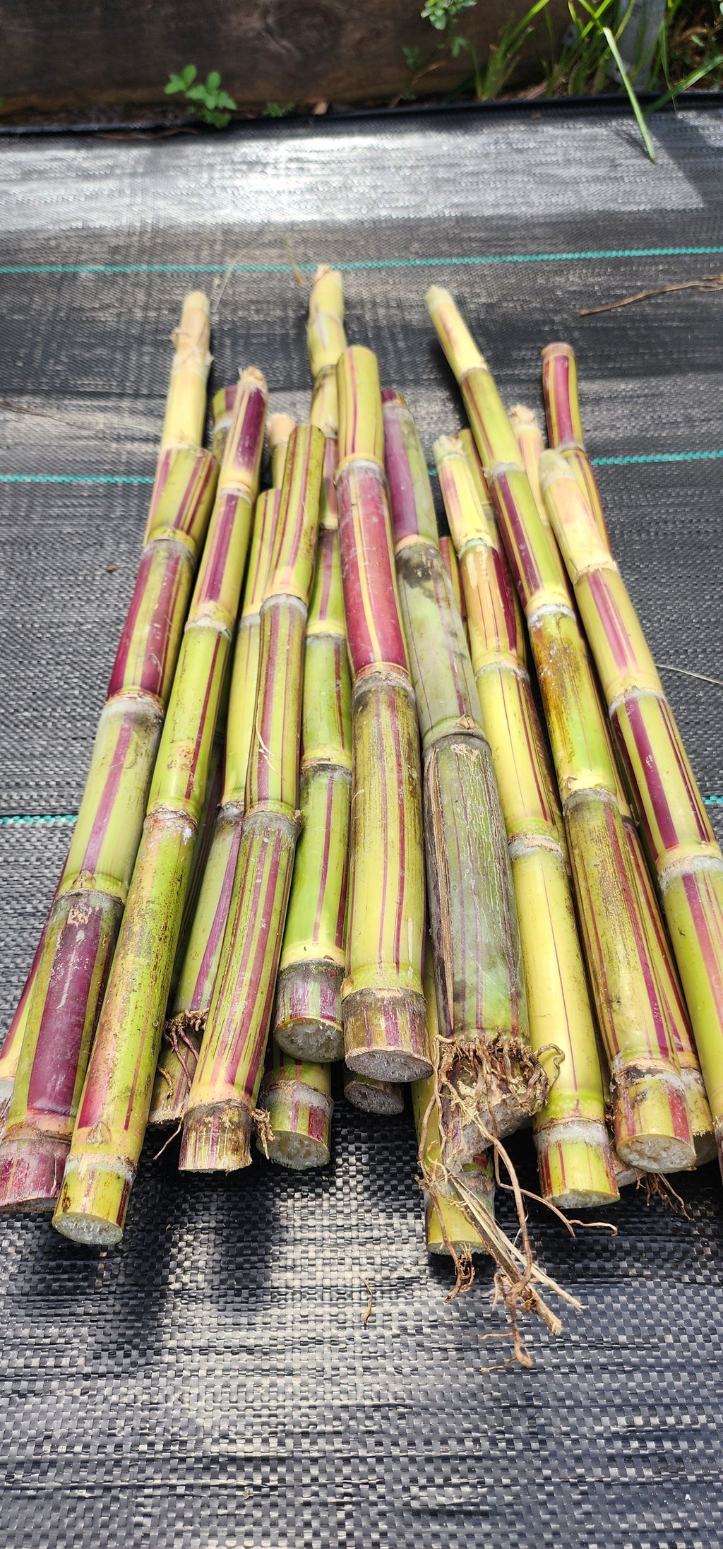 Sugarcane "Jamaican Striped" - Live Plant