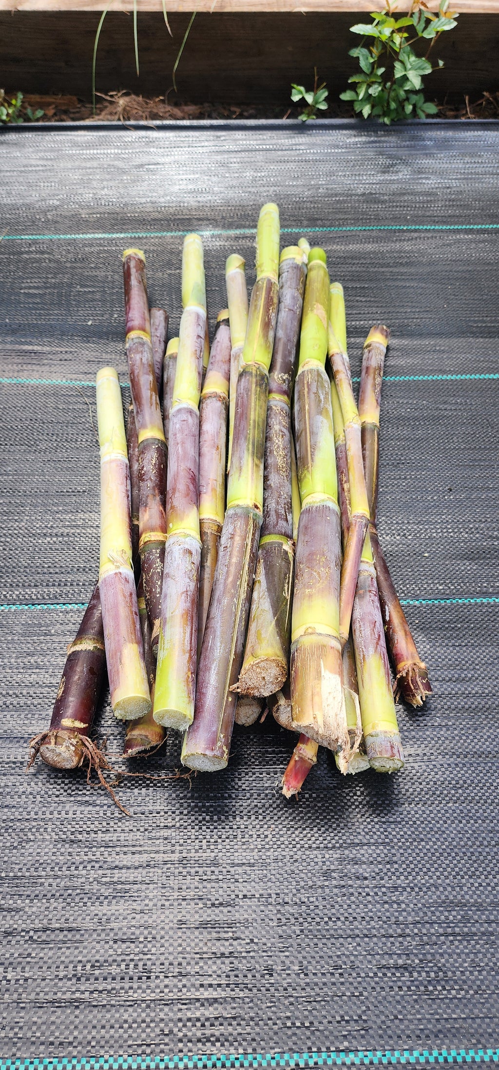 Sugarcane "Morgan Purple" - Live Plant