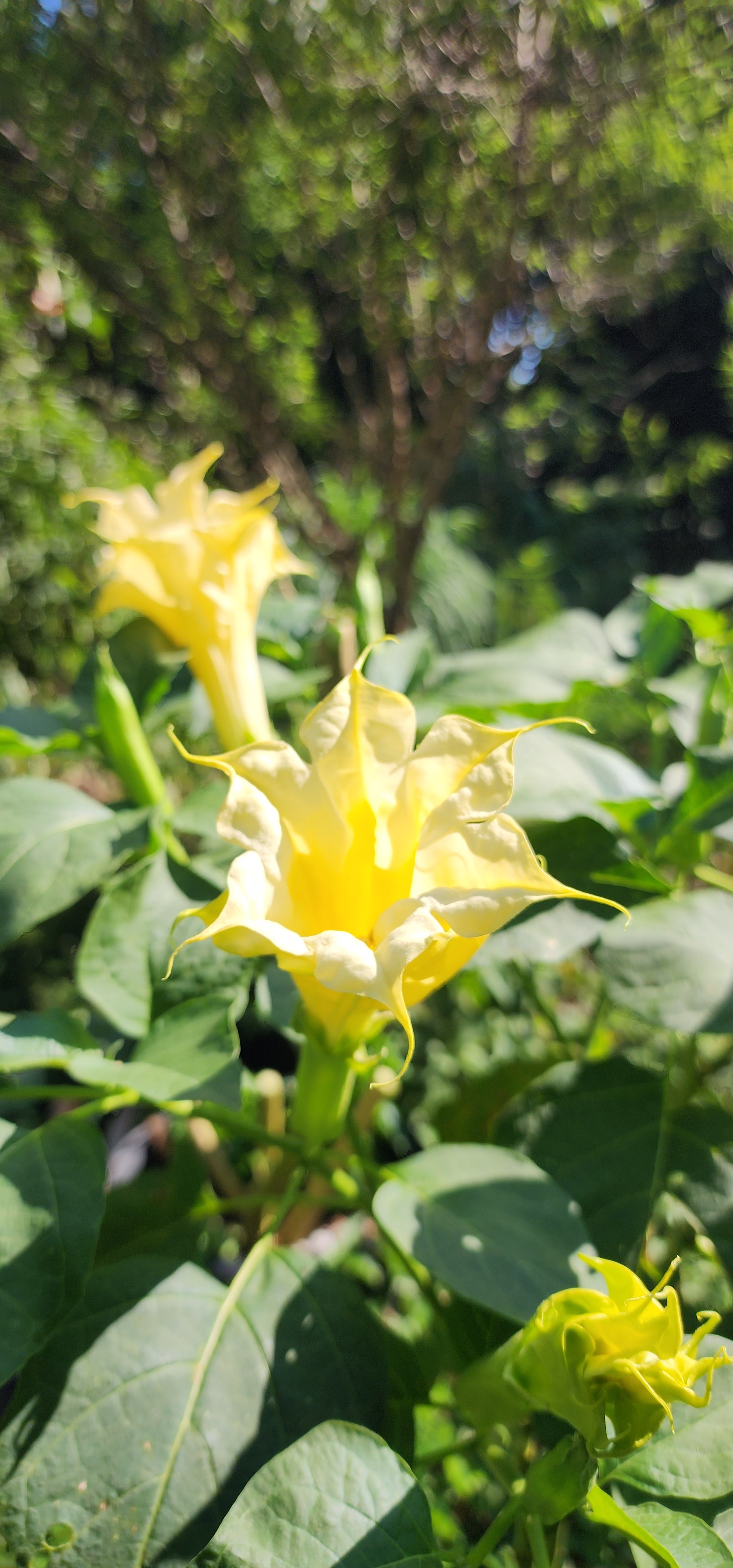 Datura "Ballerina" - Live Plant