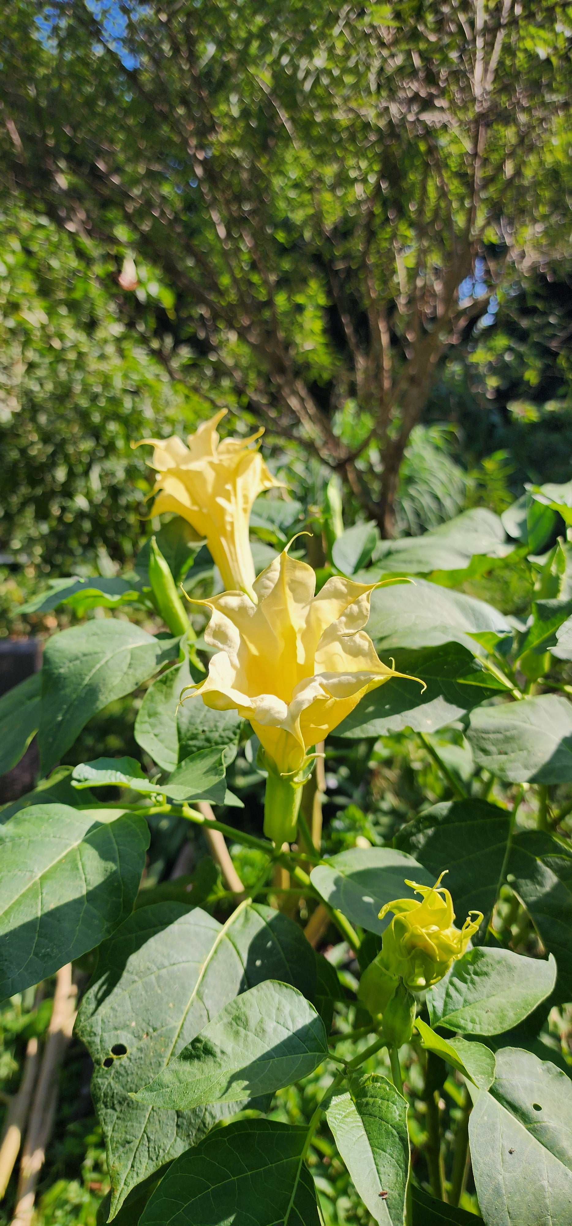 Datura "Ballerina" - Live Plant