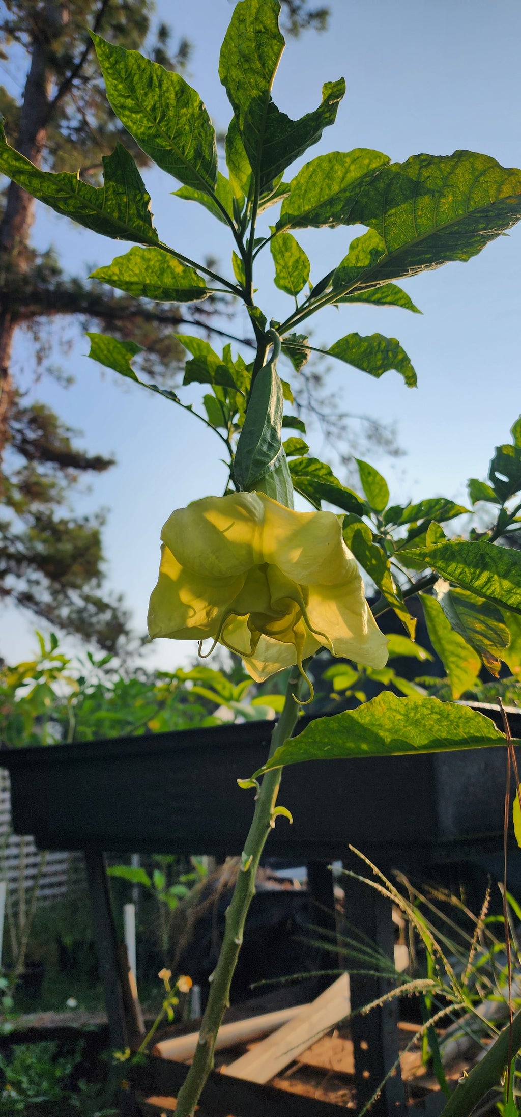 Angel's Trumpet "Inez Chapman" - Live Plant