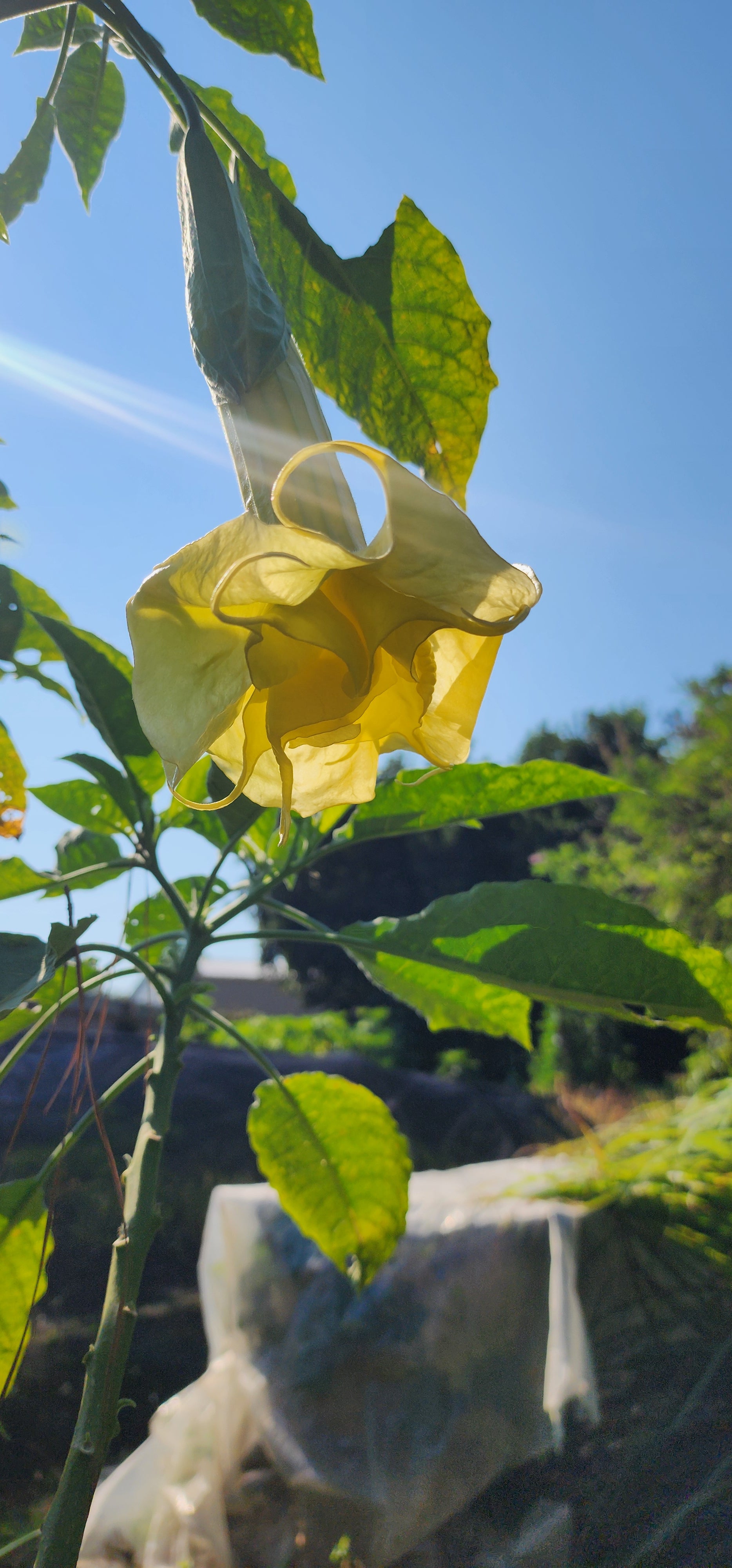 Angel's Trumpet "Inez Chapman" - Live Plant