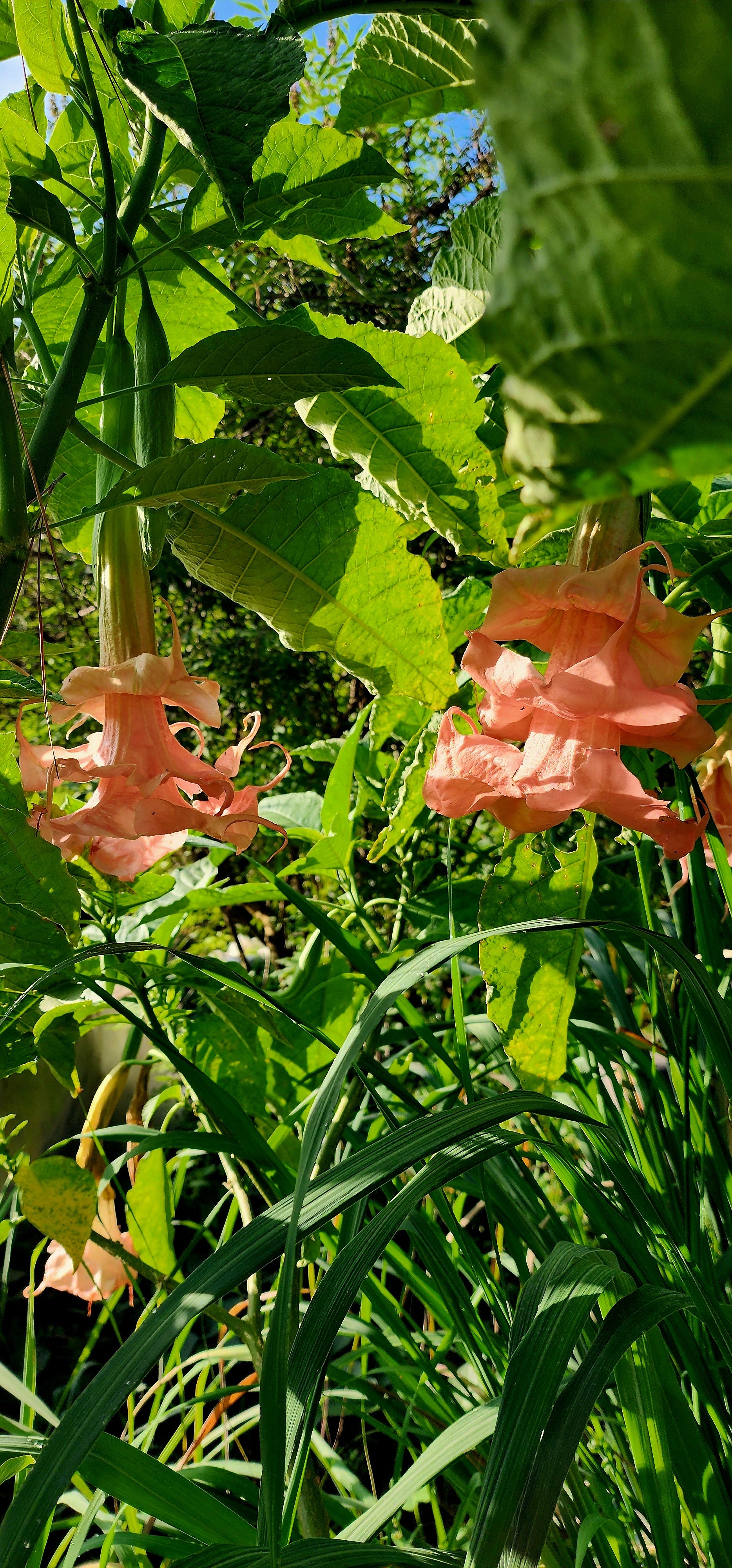 Angel's Trumpet "Dalens Amour" - Live Plant