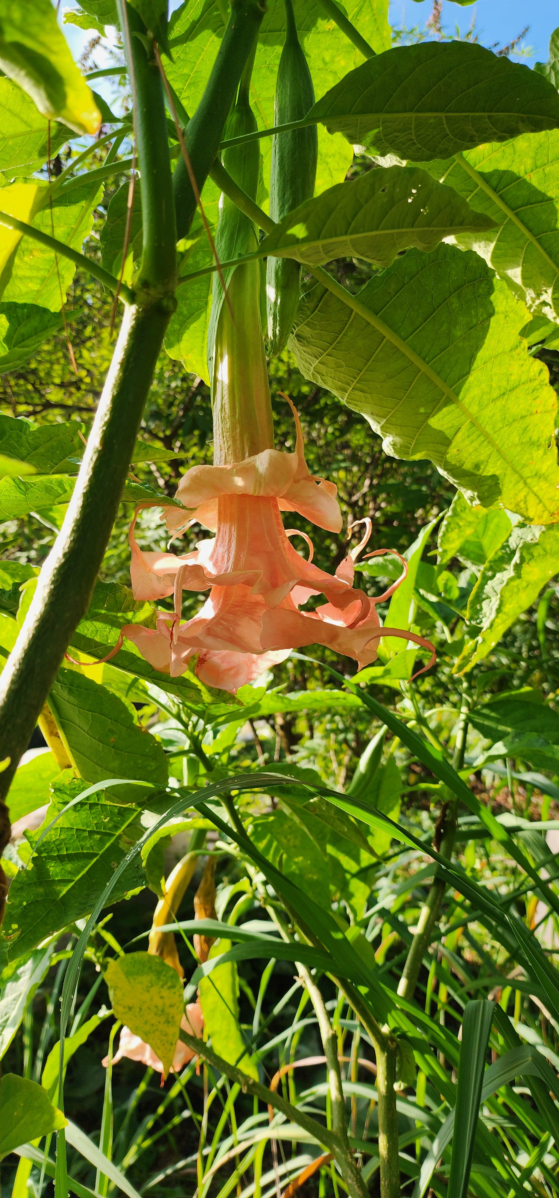 Angel's Trumpet "Dalens Amour" - Live Plant
