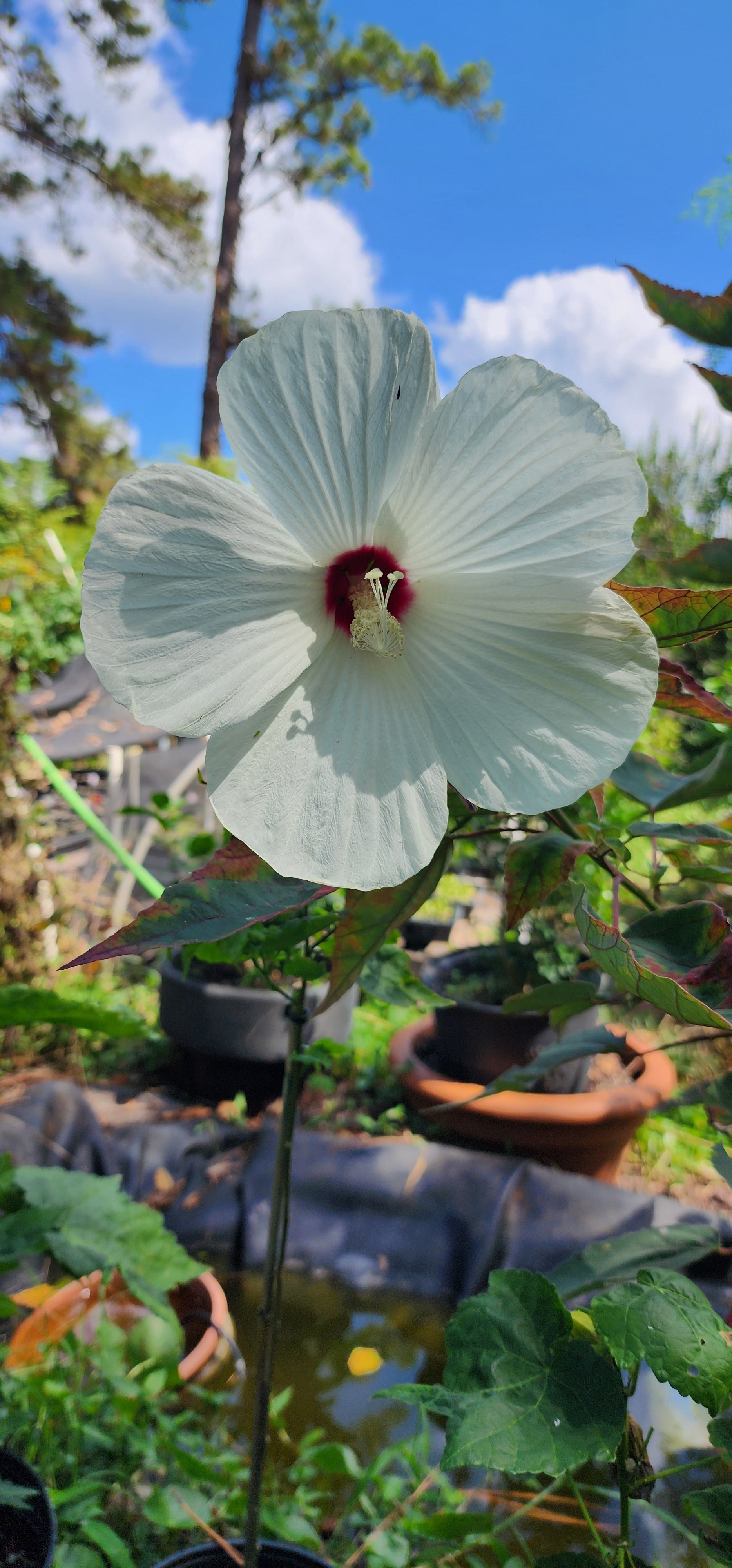 Hibiscus "White Swamp" - Live Plant