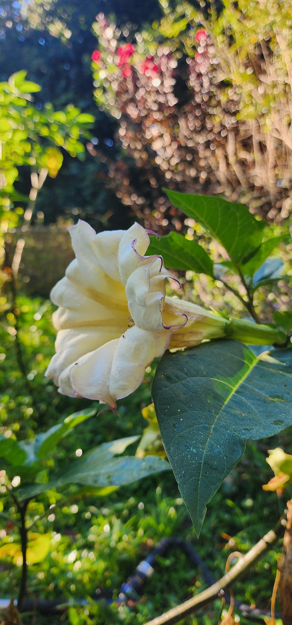 Datura "Box of Chocolate" - Live Plant