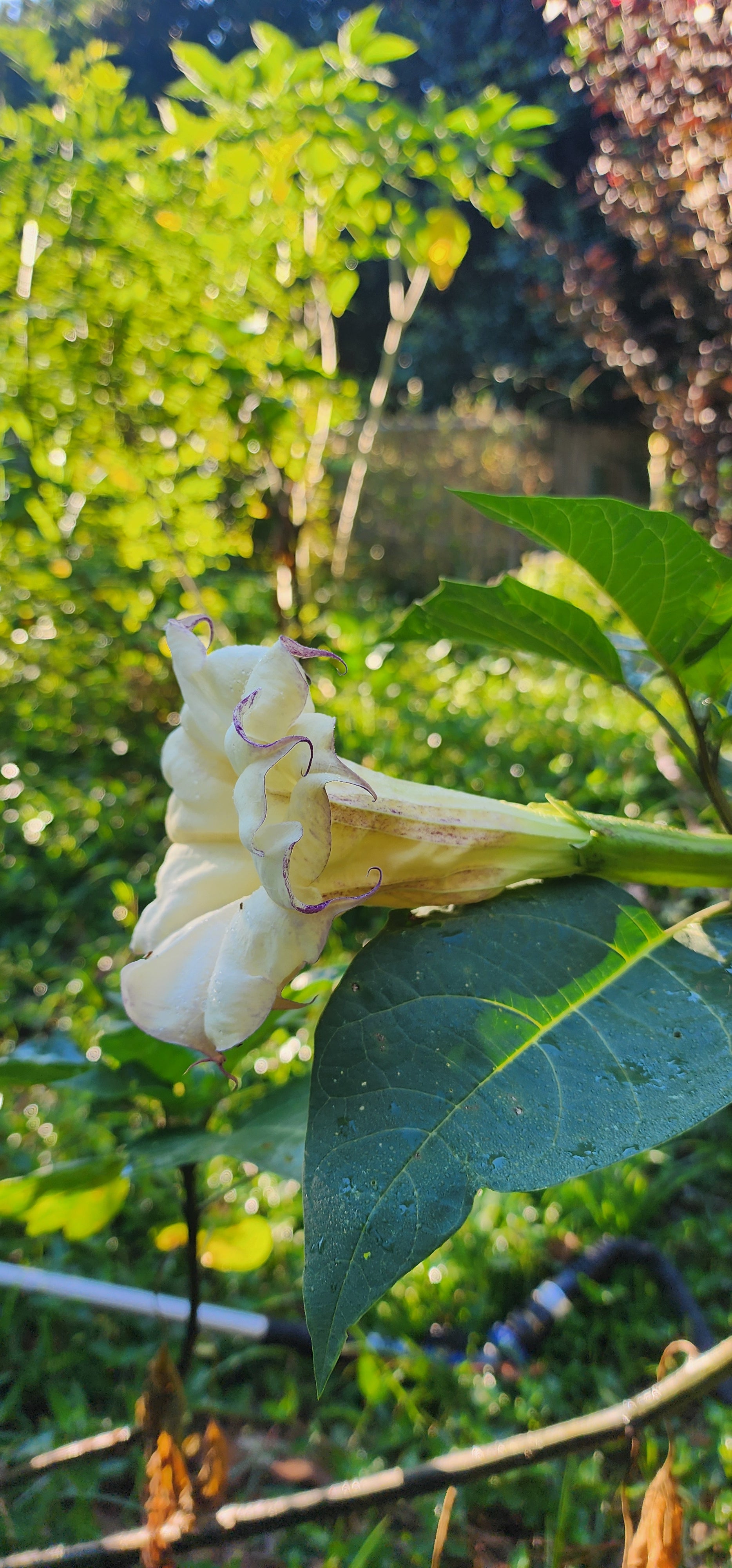 Datura "Box of Chocolate" - Live Plant
