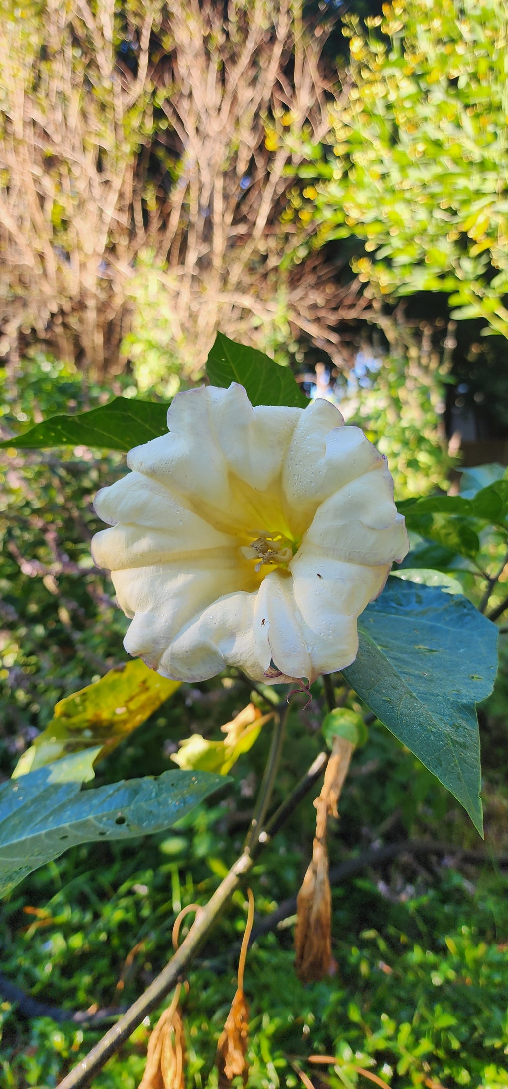Datura "Box of Chocolate" - Live Plant