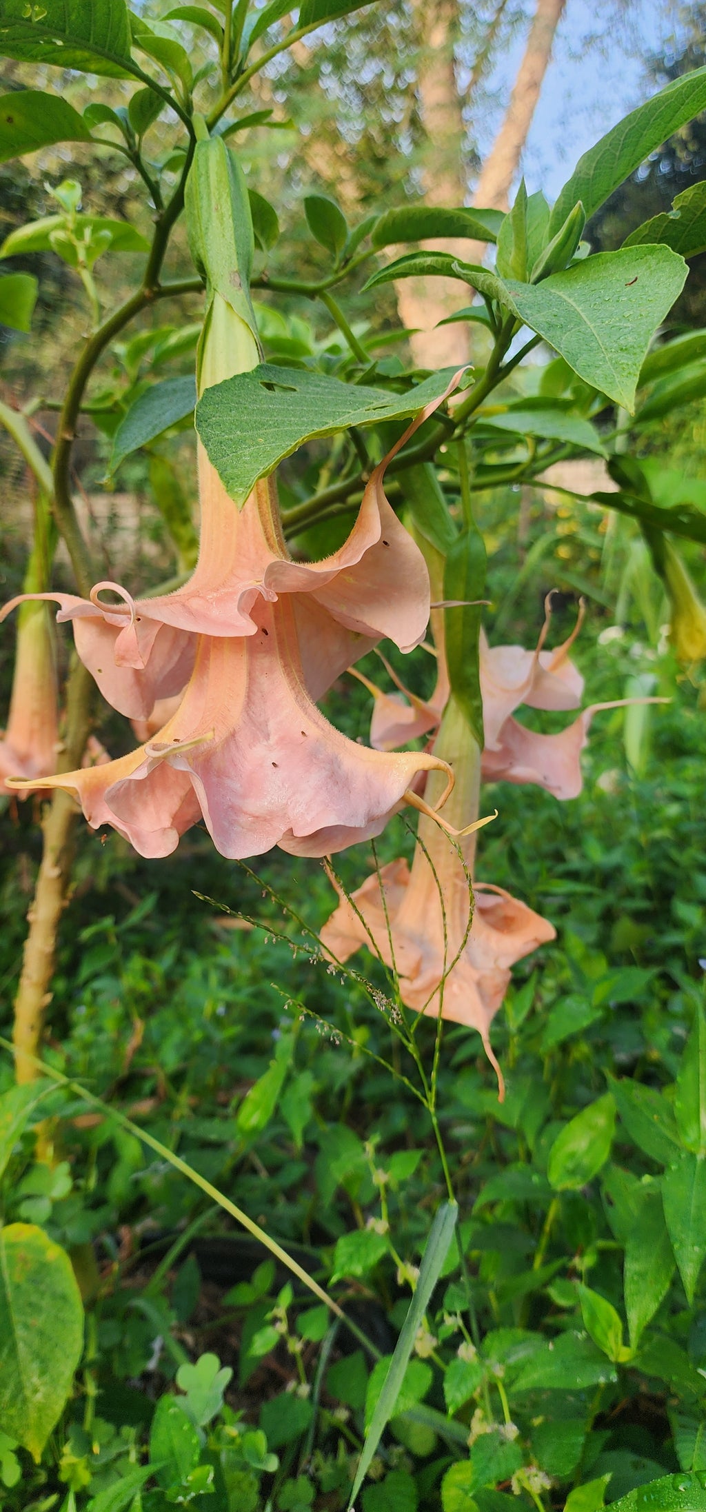 Angel's Trumpet "Dalens Amour" - Live Plant