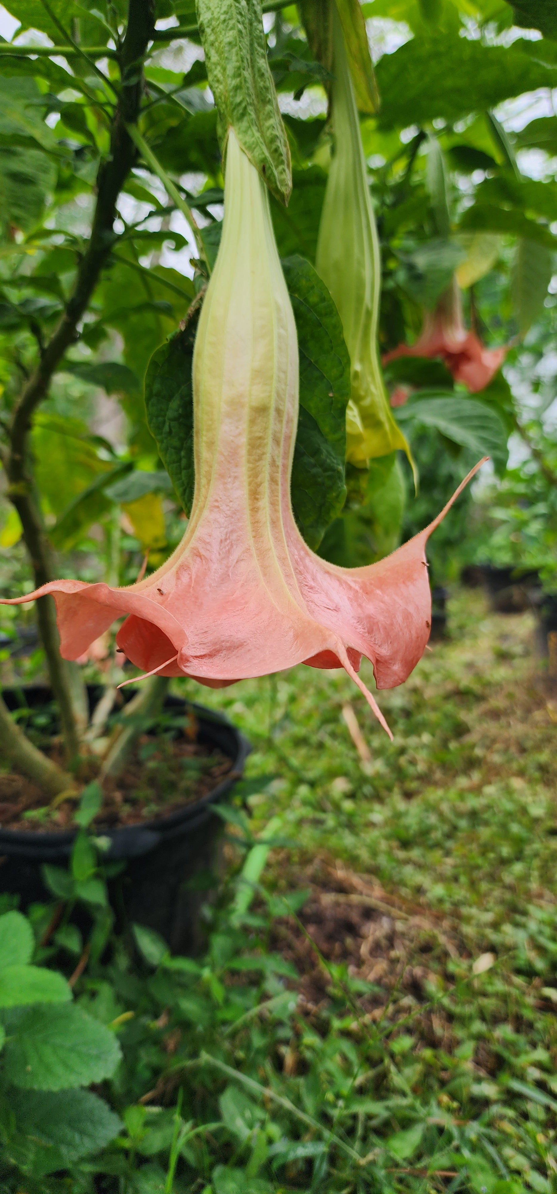Angel's Trumpet "Charlie's Sunset" - Live Plant