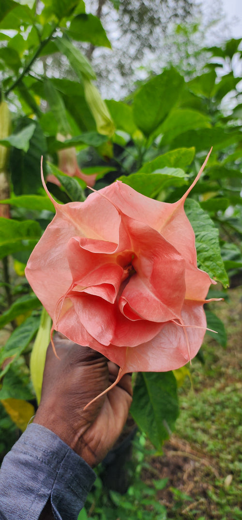 Angel's Trumpet "Charlie's Sunset" - Live Plant