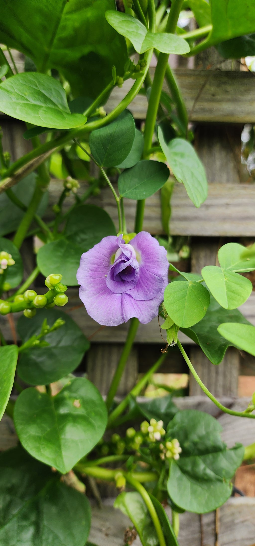 Butterfly Pea "Lavender Queen" - Live Plant