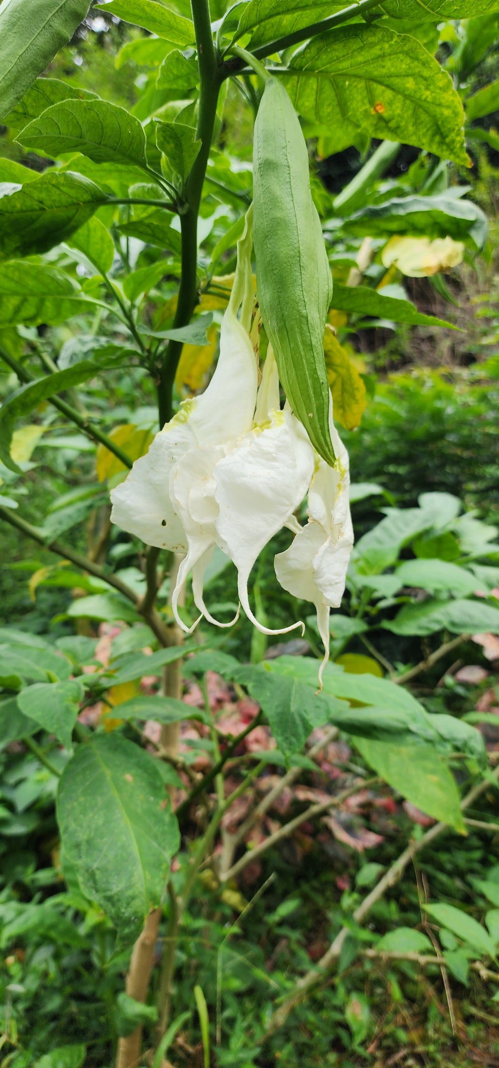 Angel's Trumpet "Shredded White" - Live Plant
