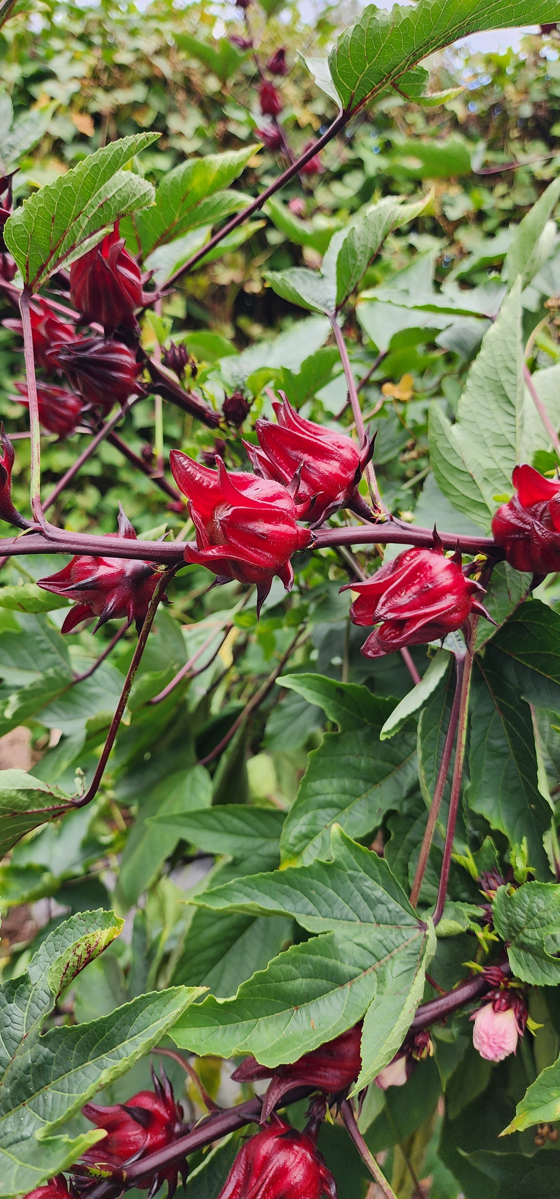 Roselle "Jamaican Burgundy" - Live Plant