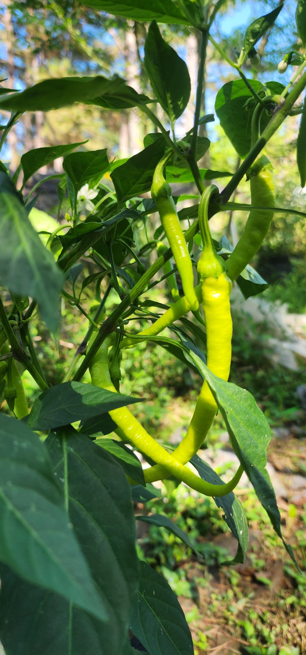 Pepper Plant "Corbaci"- Live Plant
