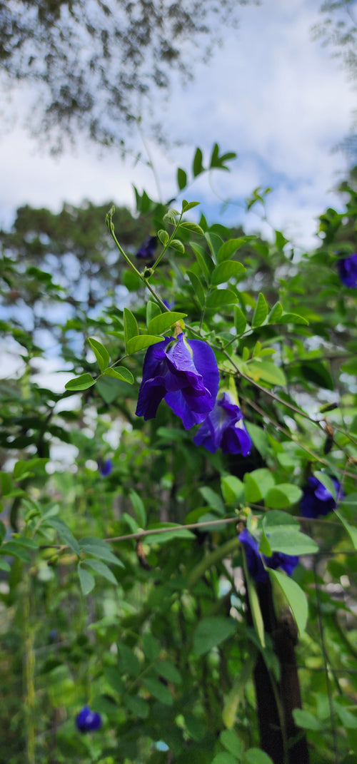 Butterfly Pea "Double Blue" - Live Plant