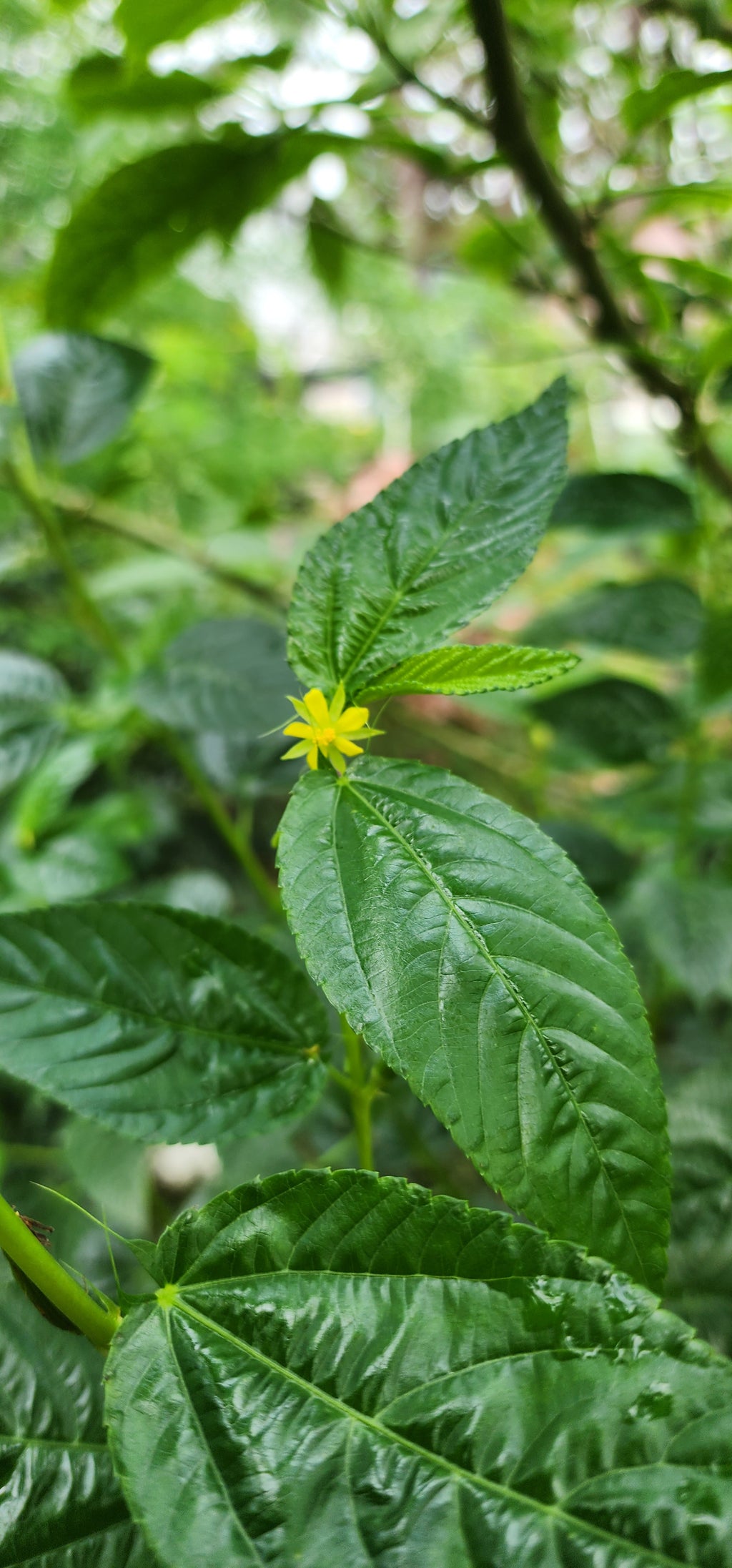 Molokhia "Giant of Bertoua" - Live Plant