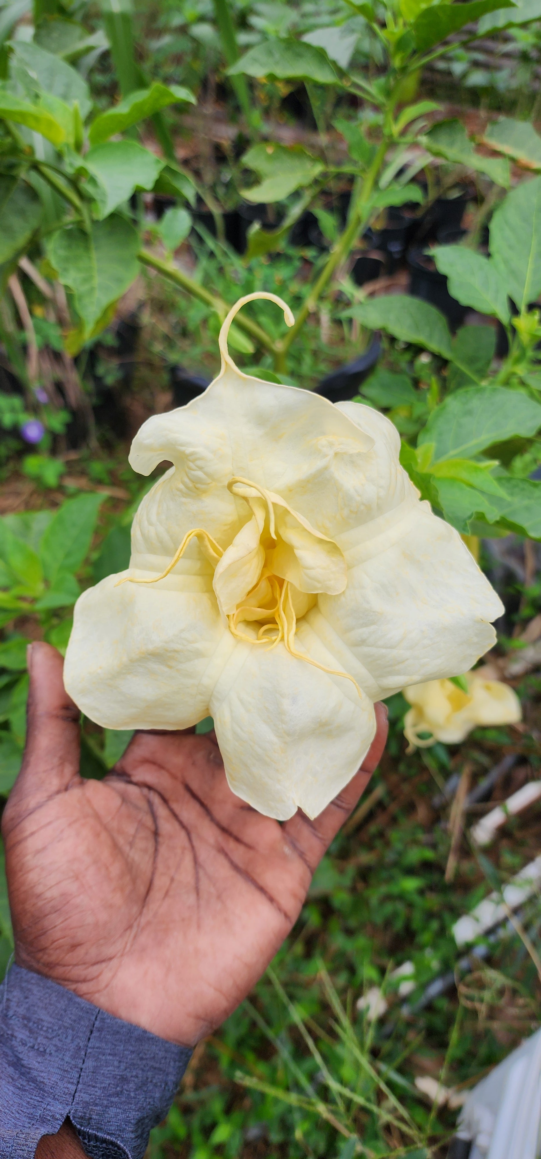 Angel's Trumpet "Inez Chapman" - Live Plant