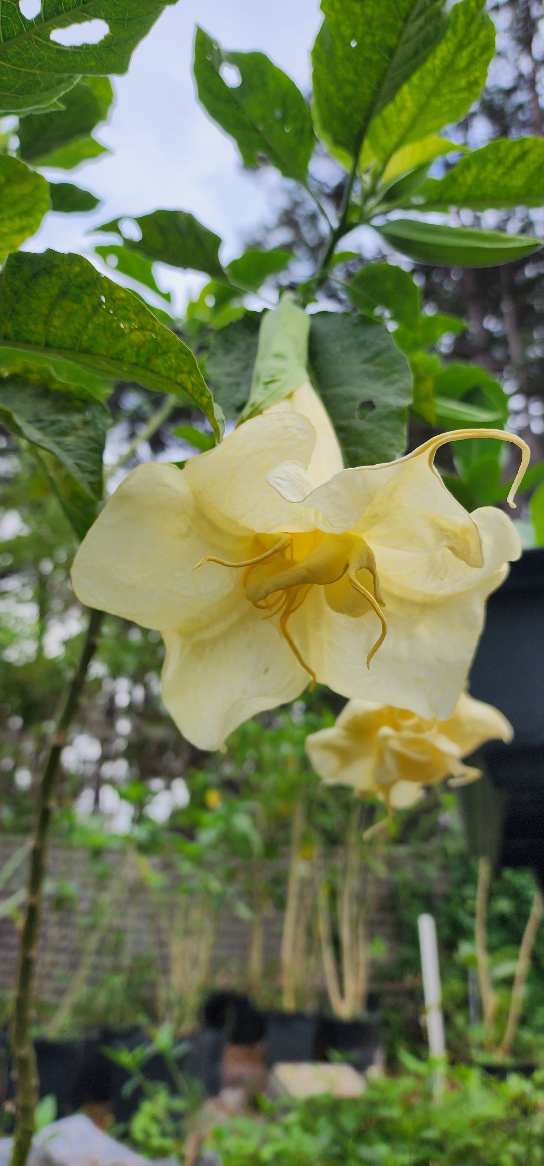 Angel's Trumpet "Inez Chapman" - Live Plant
