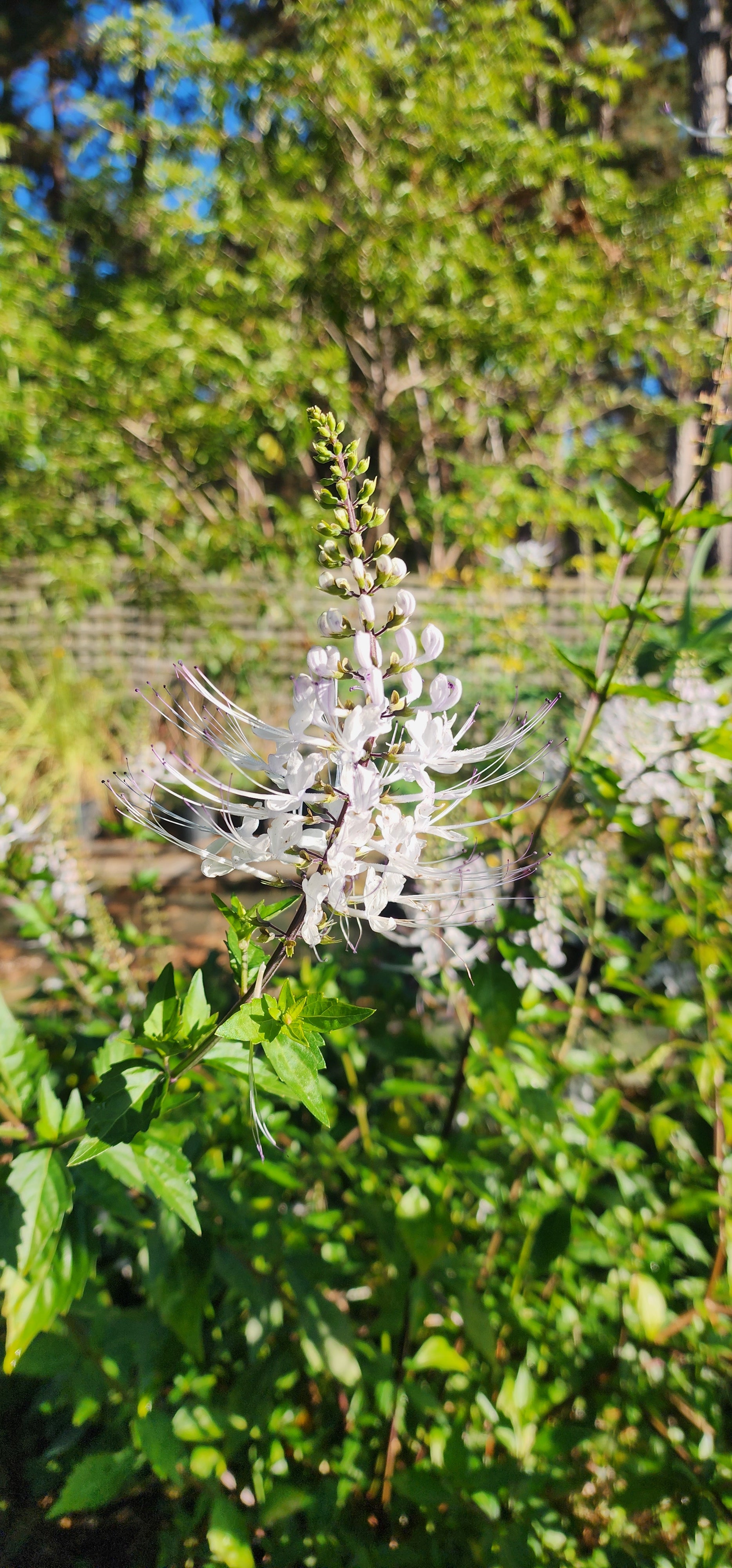 Cat Whiskers - Live Plant