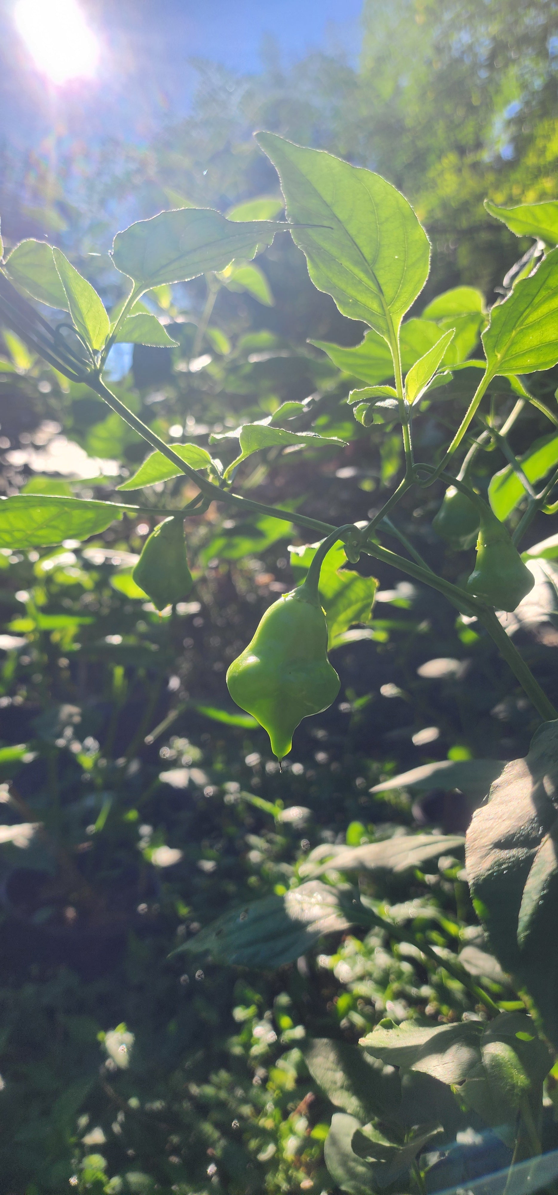 Pepper Plant "Aji Fantasy"- Live Plant