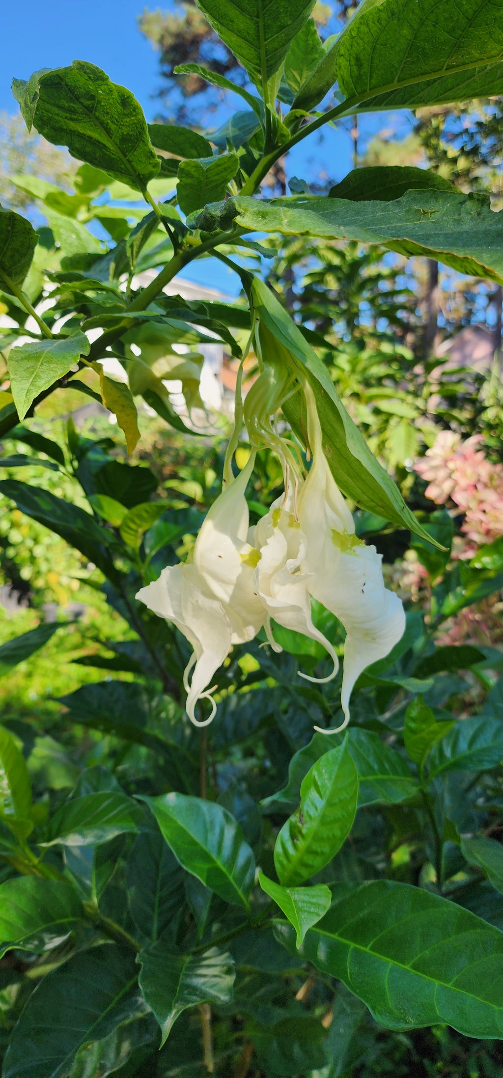 Angel's Trumpet "Shredded White" - Live Plant