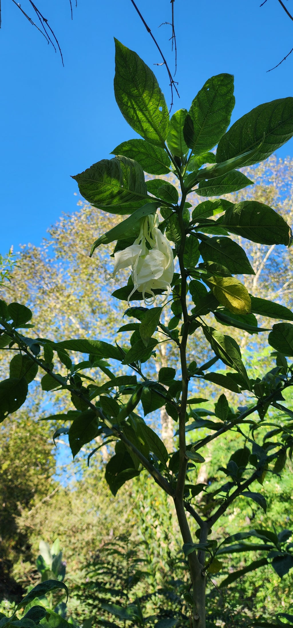 Angel's Trumpet "Shredded White" - Live Plant