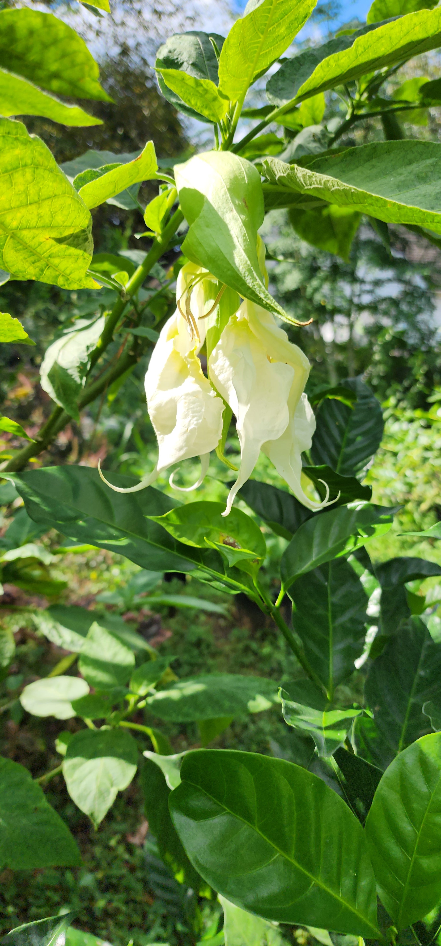 Angel's Trumpet "Shredded White" - Live Plant