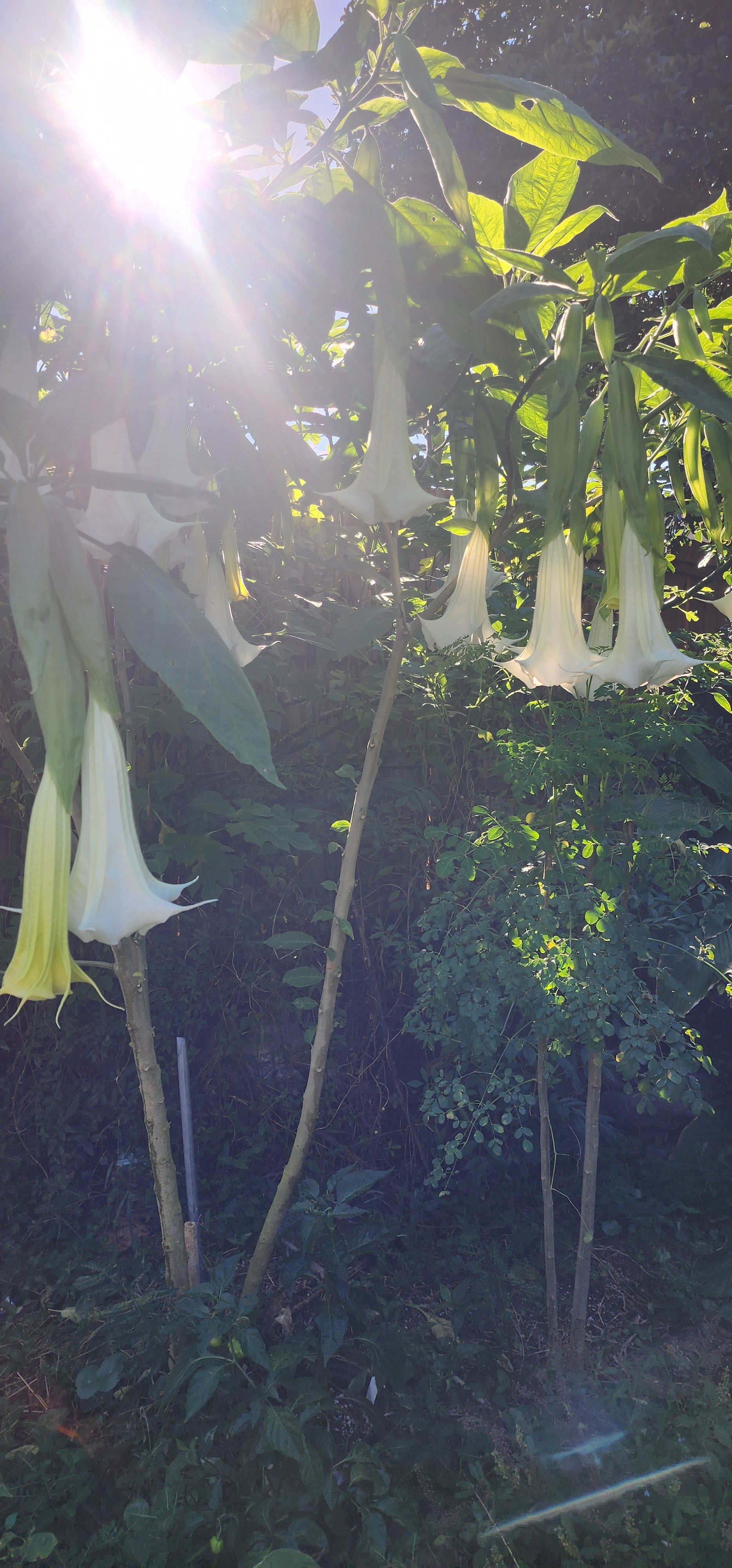 Angel's Trumpet "Giant White" - Live Plant