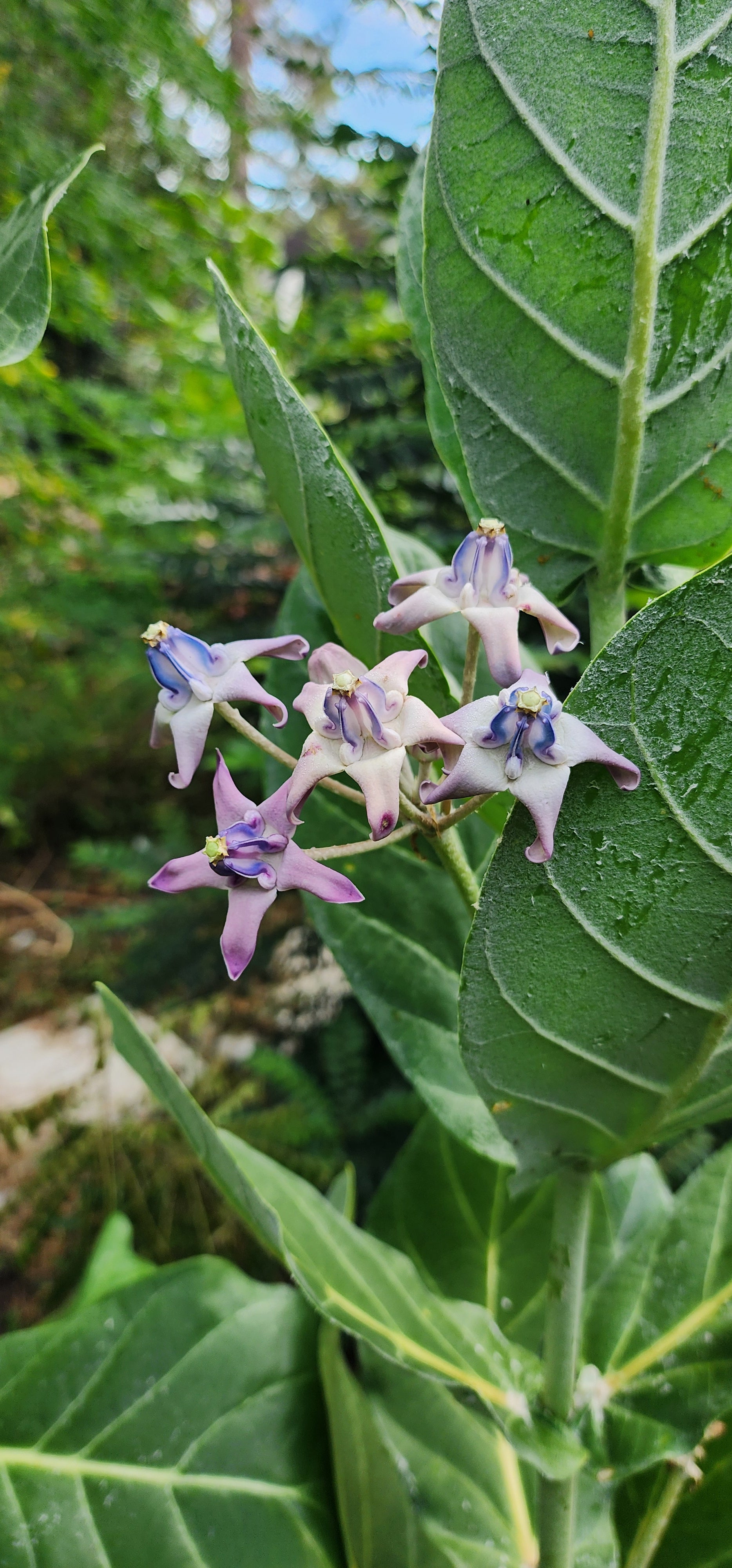 Giant Calotrope Milkweed - Live Plant
