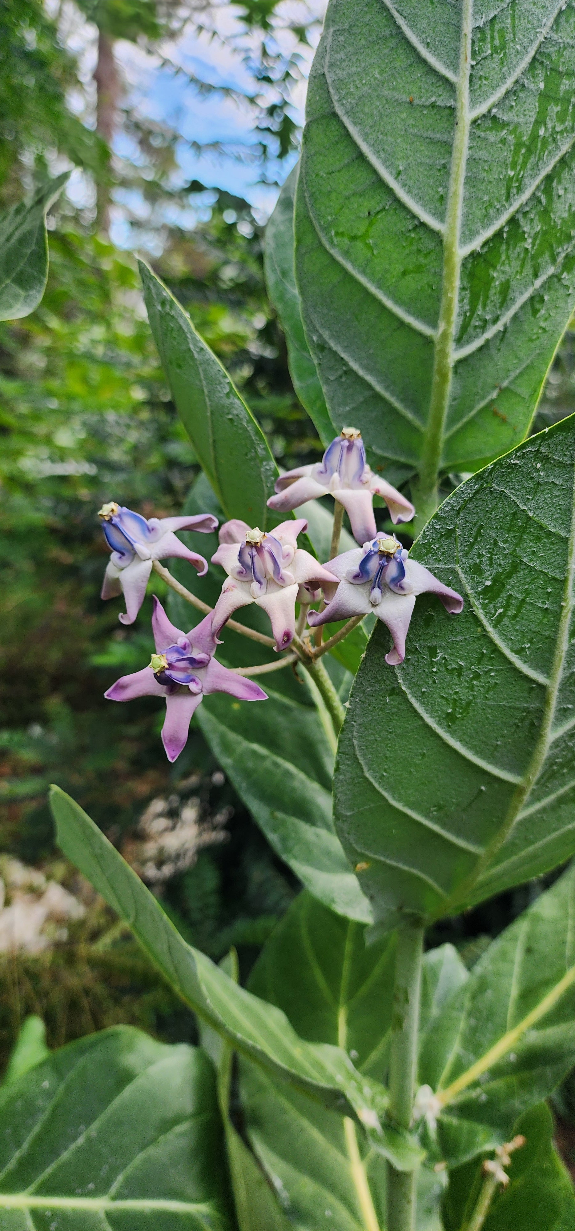 Giant Calotrope Milkweed - Live Plant