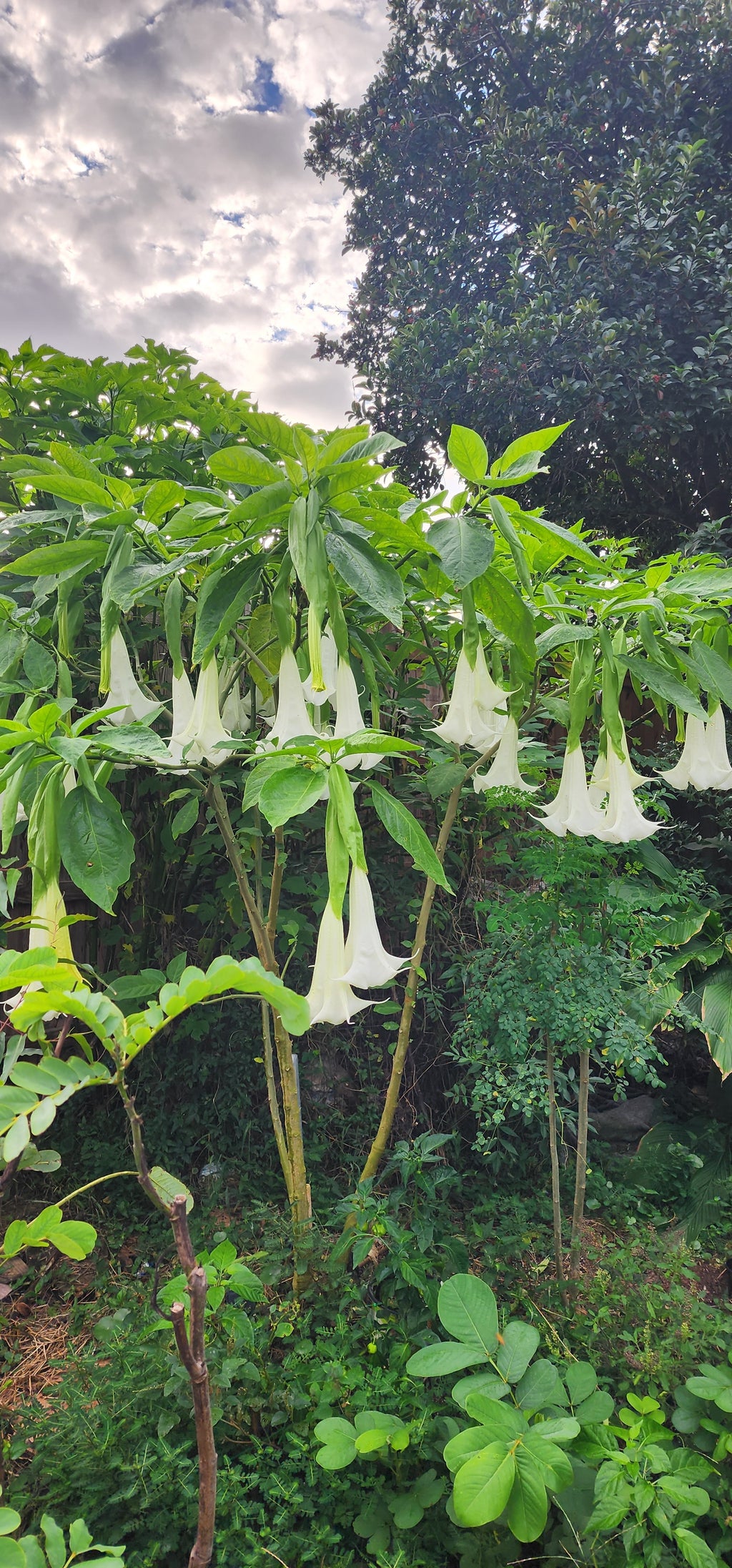 Angel's Trumpet "Giant White" - Live Plant